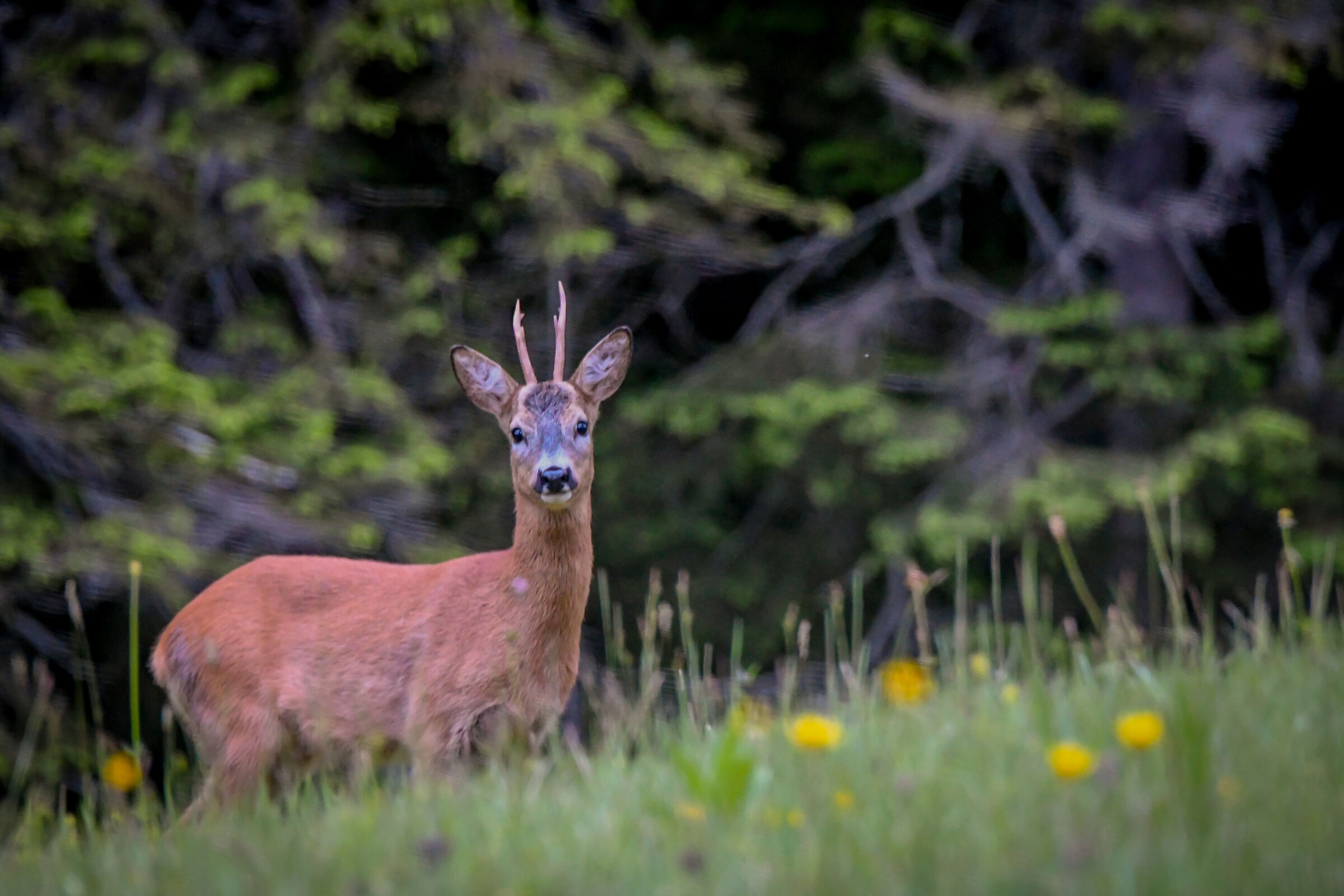 The Curious Roe deer