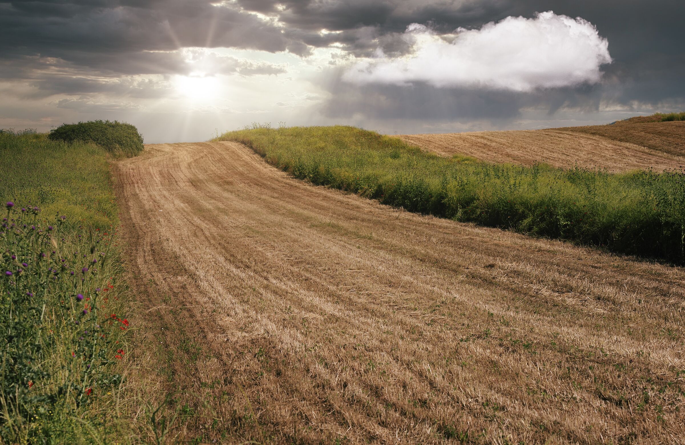 Backlight in ploughed fields