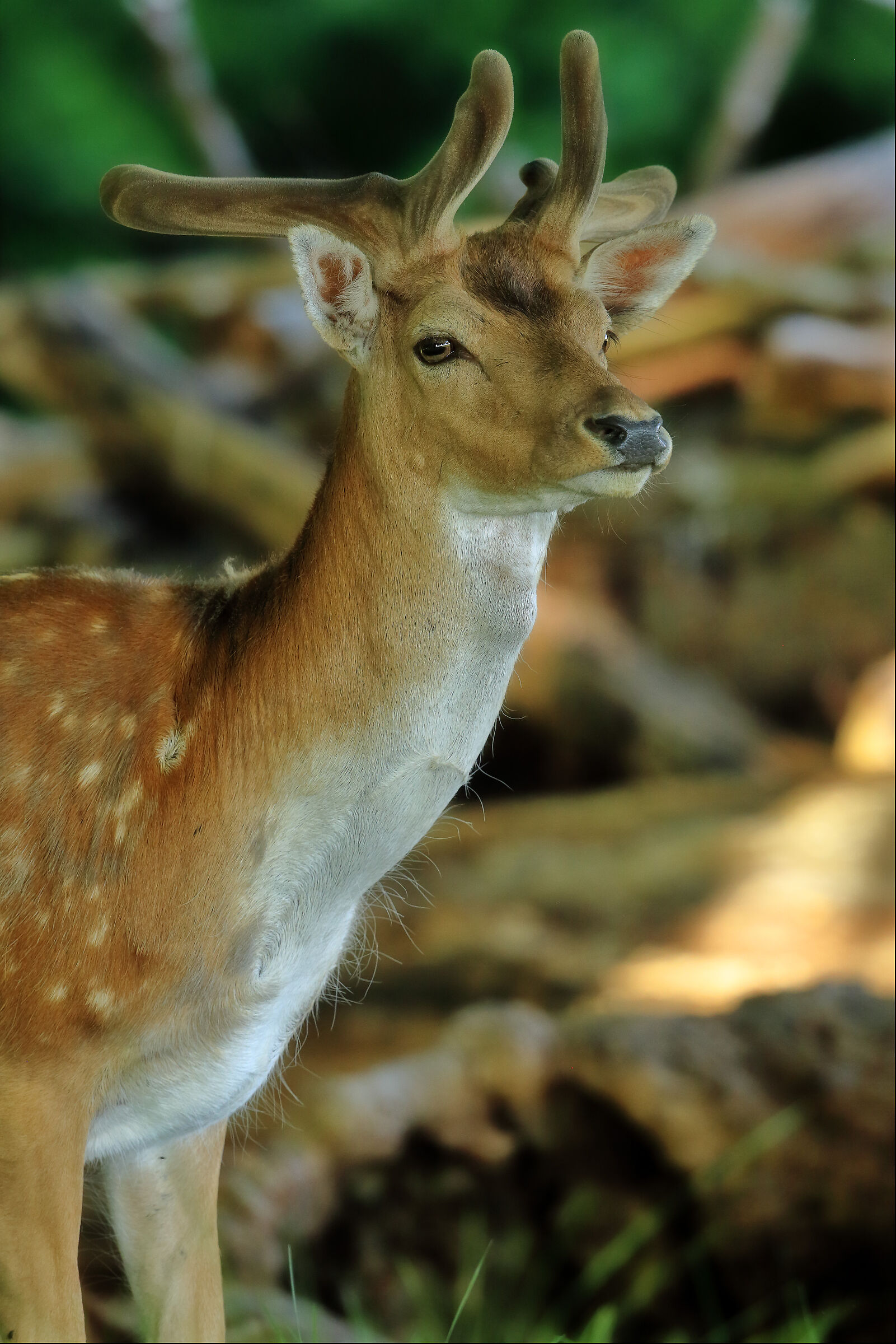 Fawn