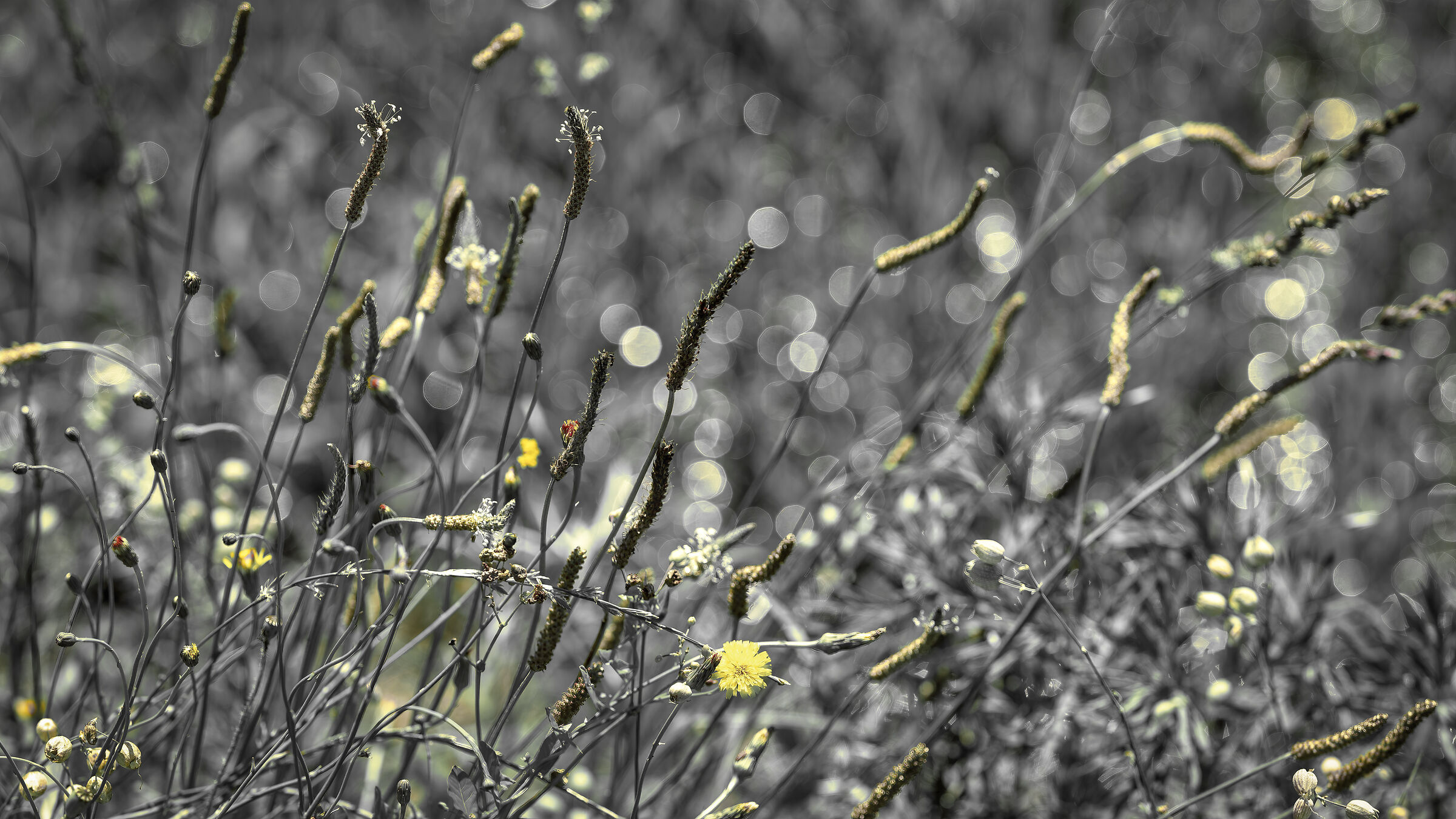 Un piccolo fiore giallo