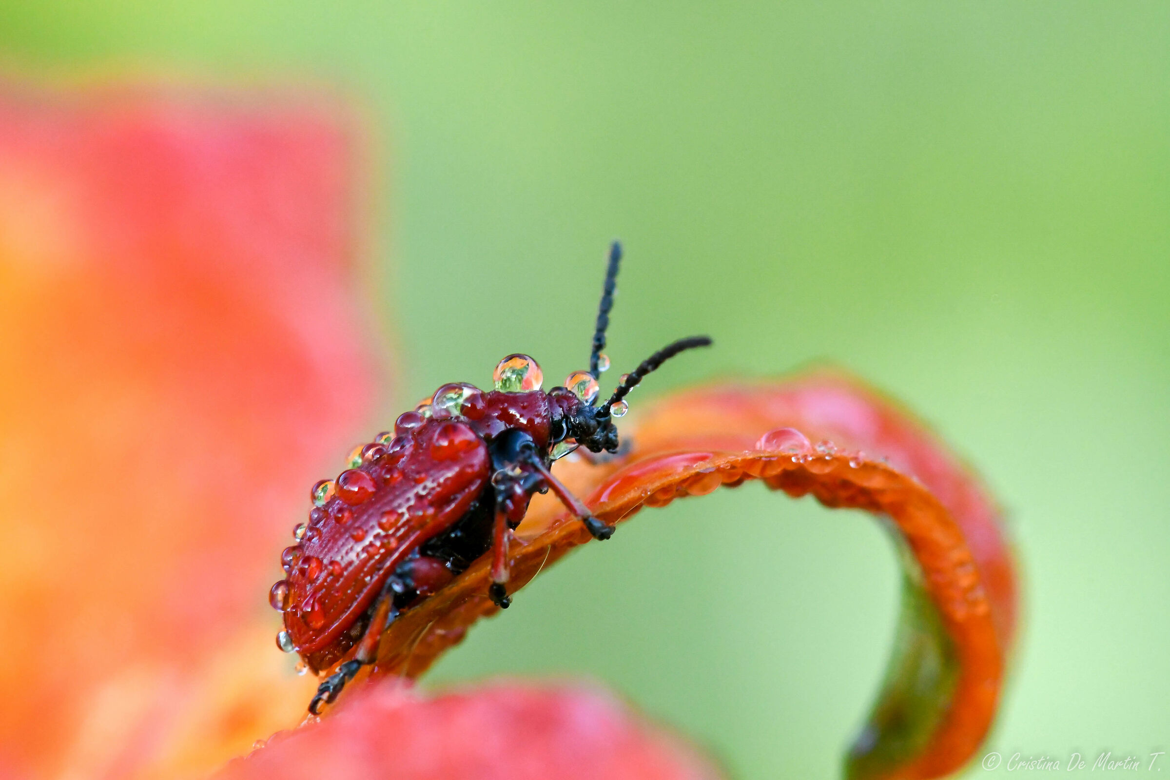 red beatle