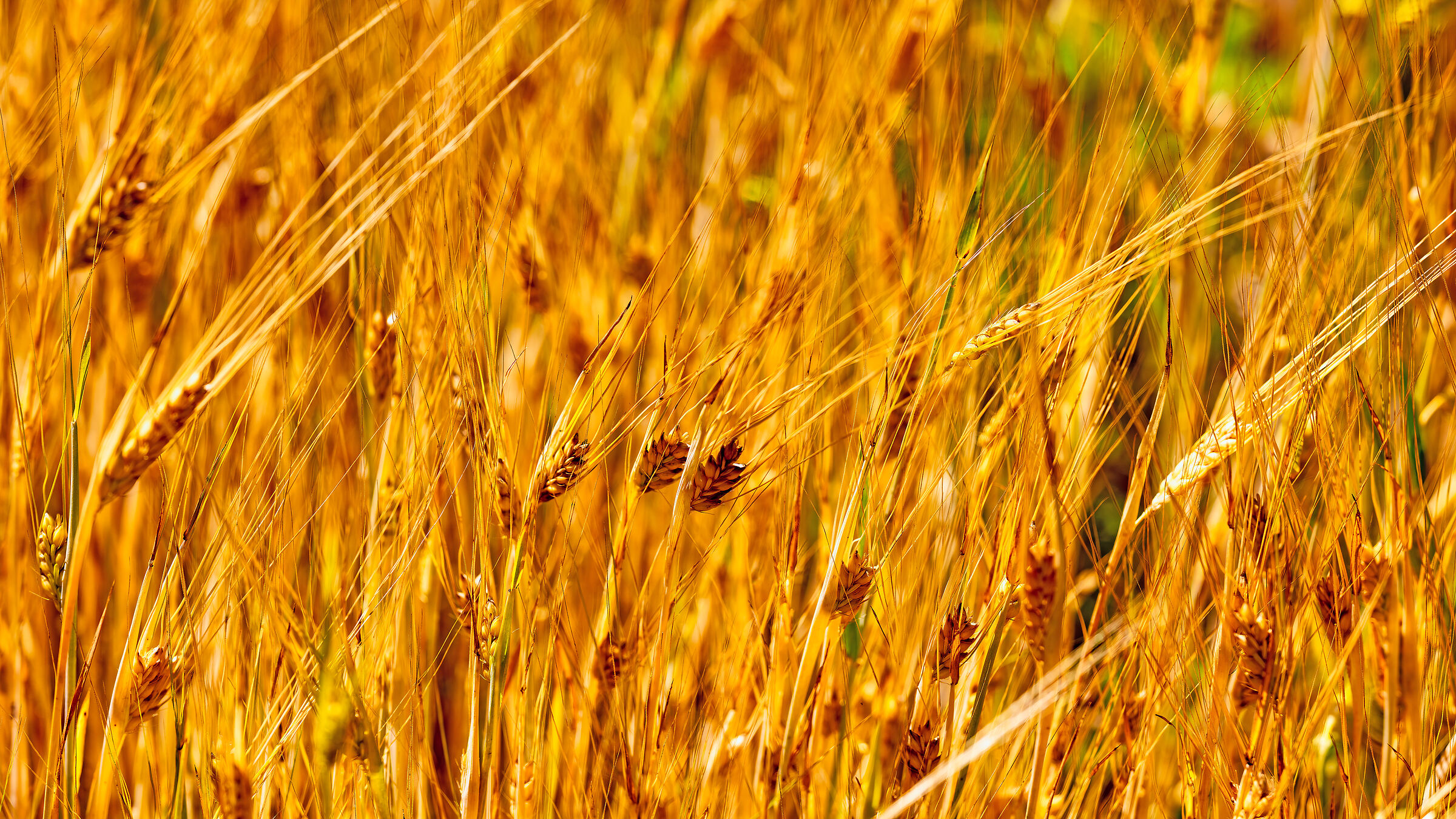 “Quando il grano è nei campi, è di Dio e...