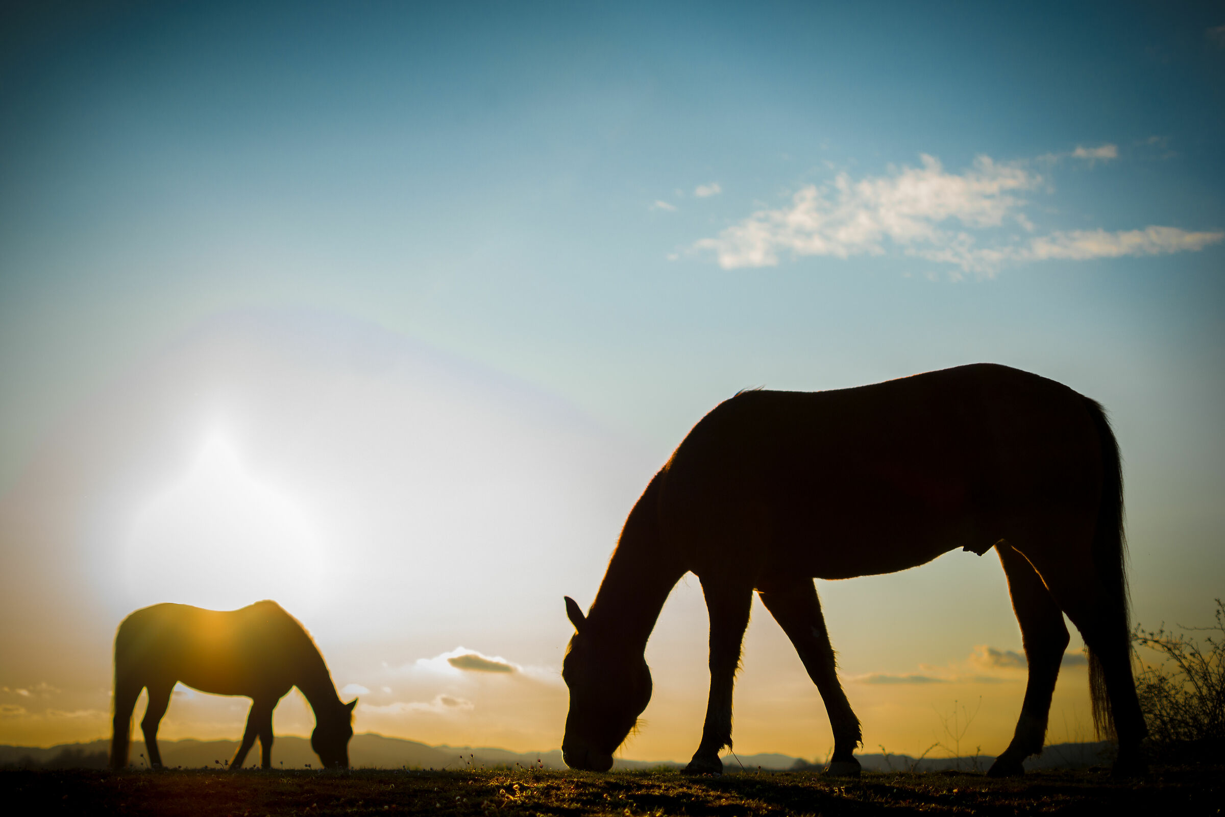 Horses at sunset