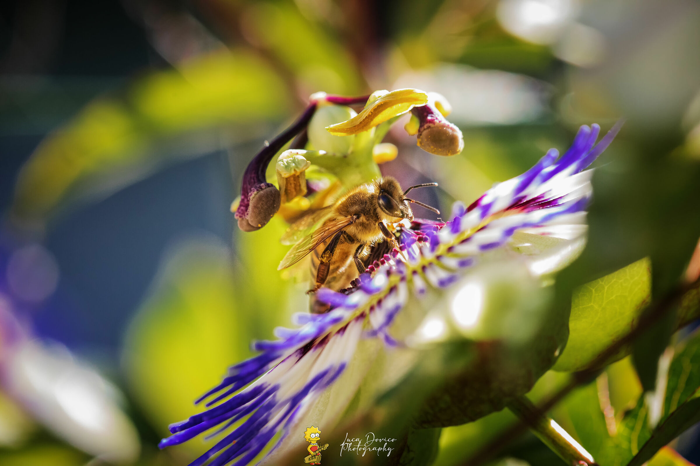 bee on passiflora
