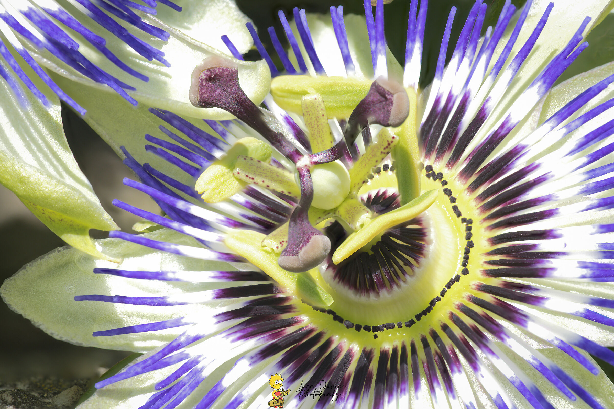 Passiflora
