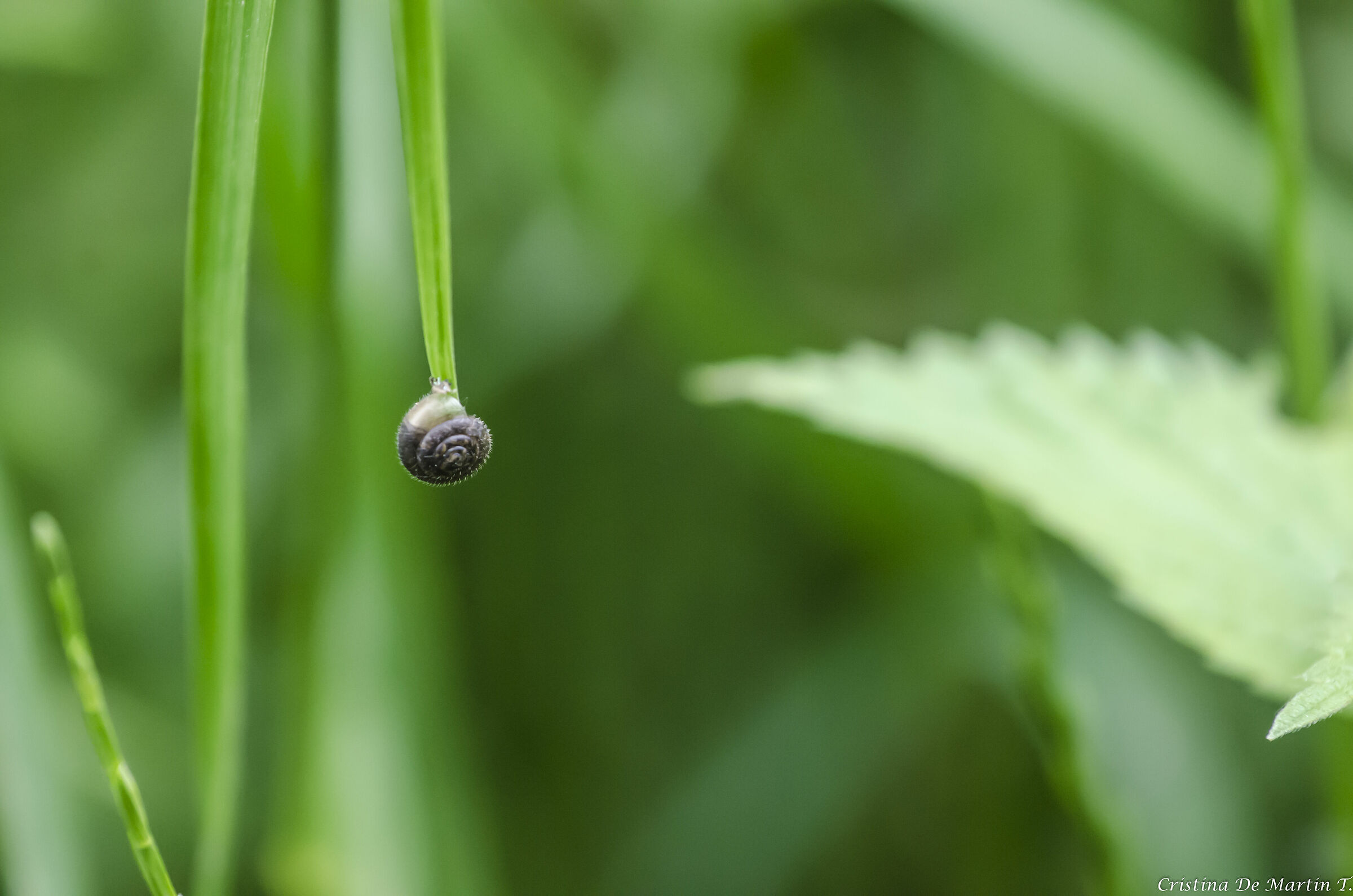 hanging by a thread...