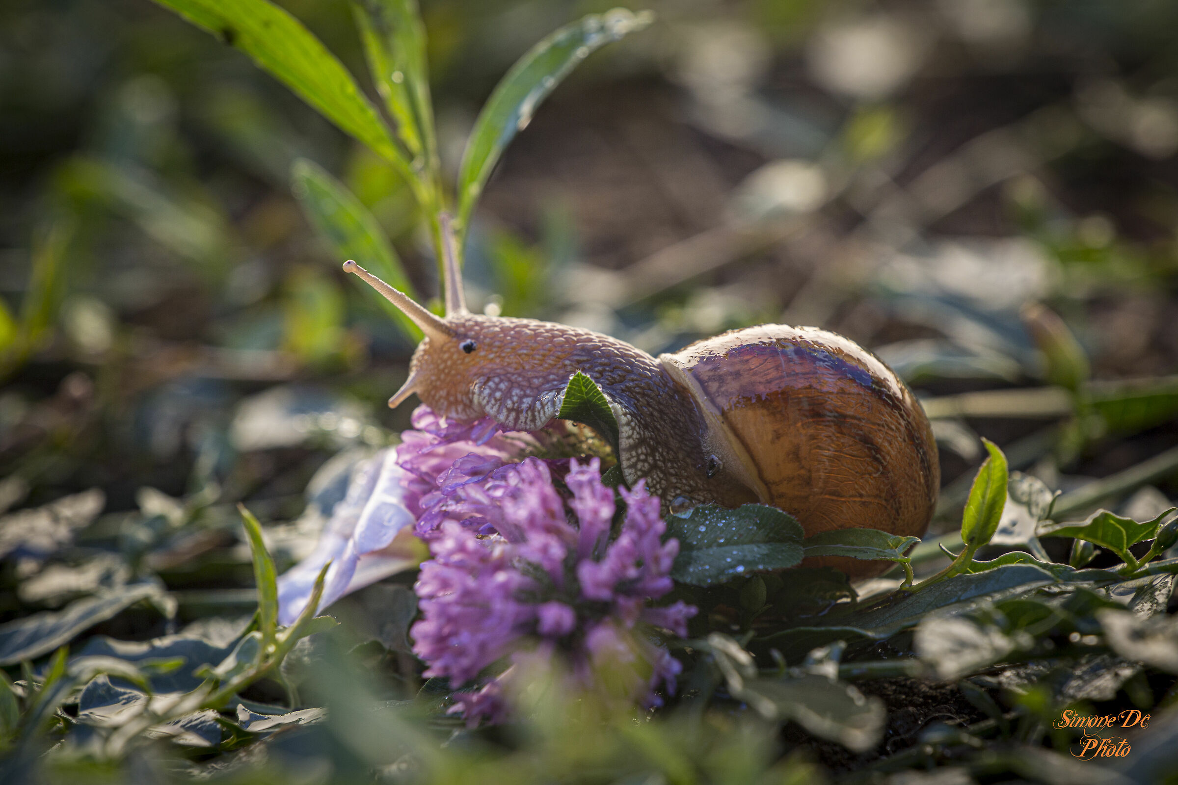 lumaca nei fiori viola