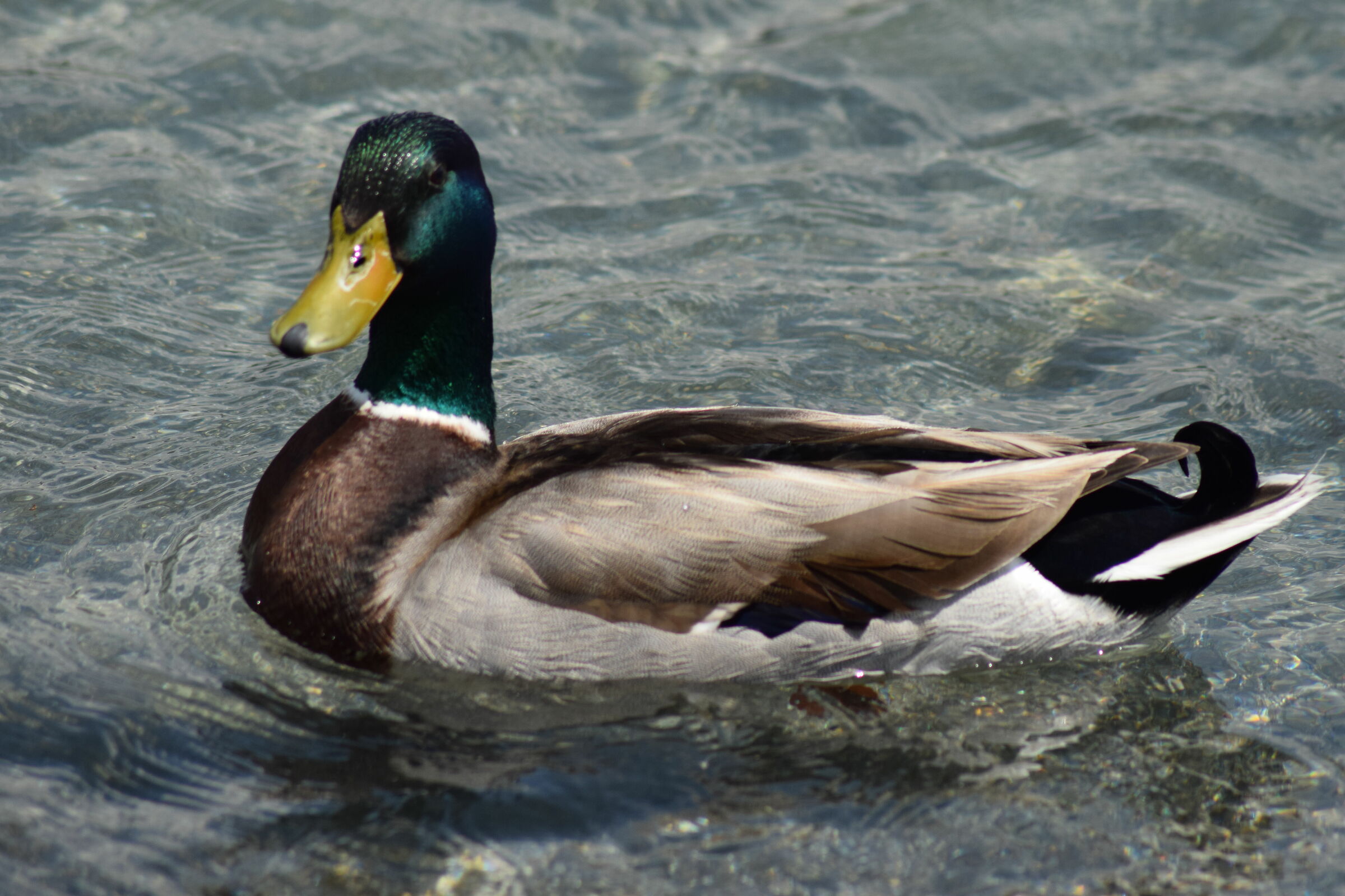Mallard