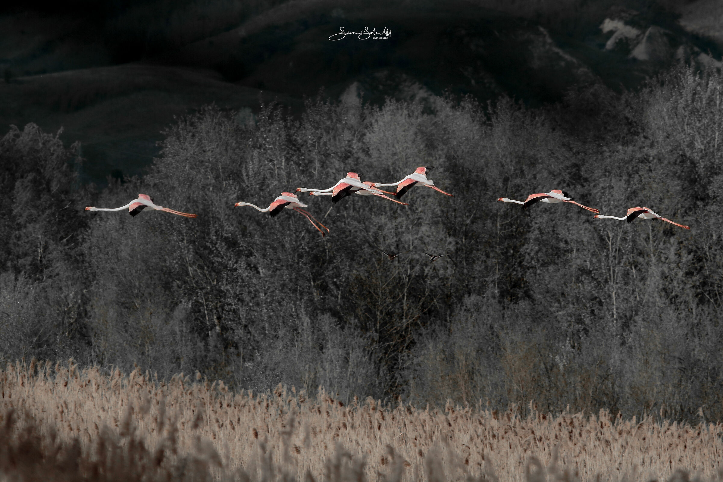 Ancient Rose (Phoenicopterus roseus, Pallas, 1811)