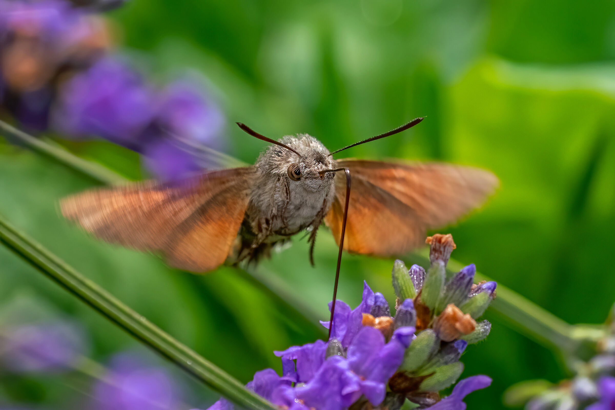 Macroglossum S. - I'm not beautiful but photogenic