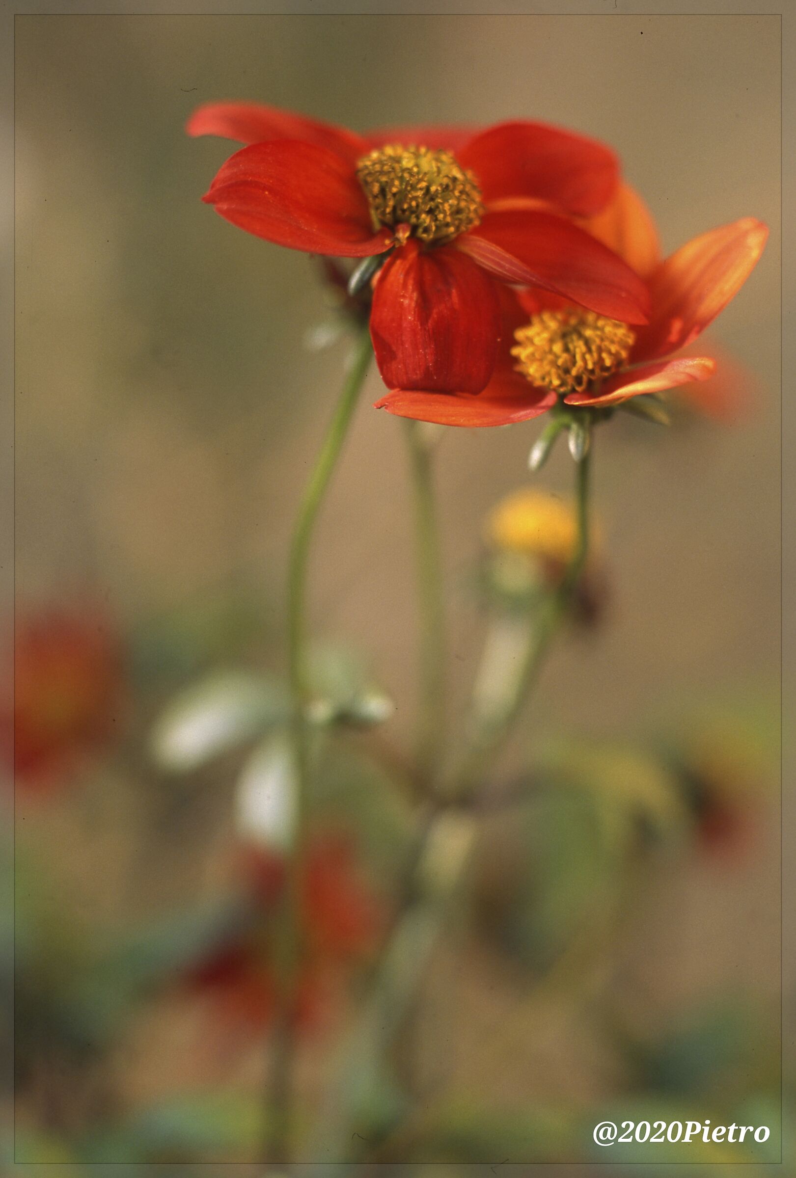 Senza titolo
