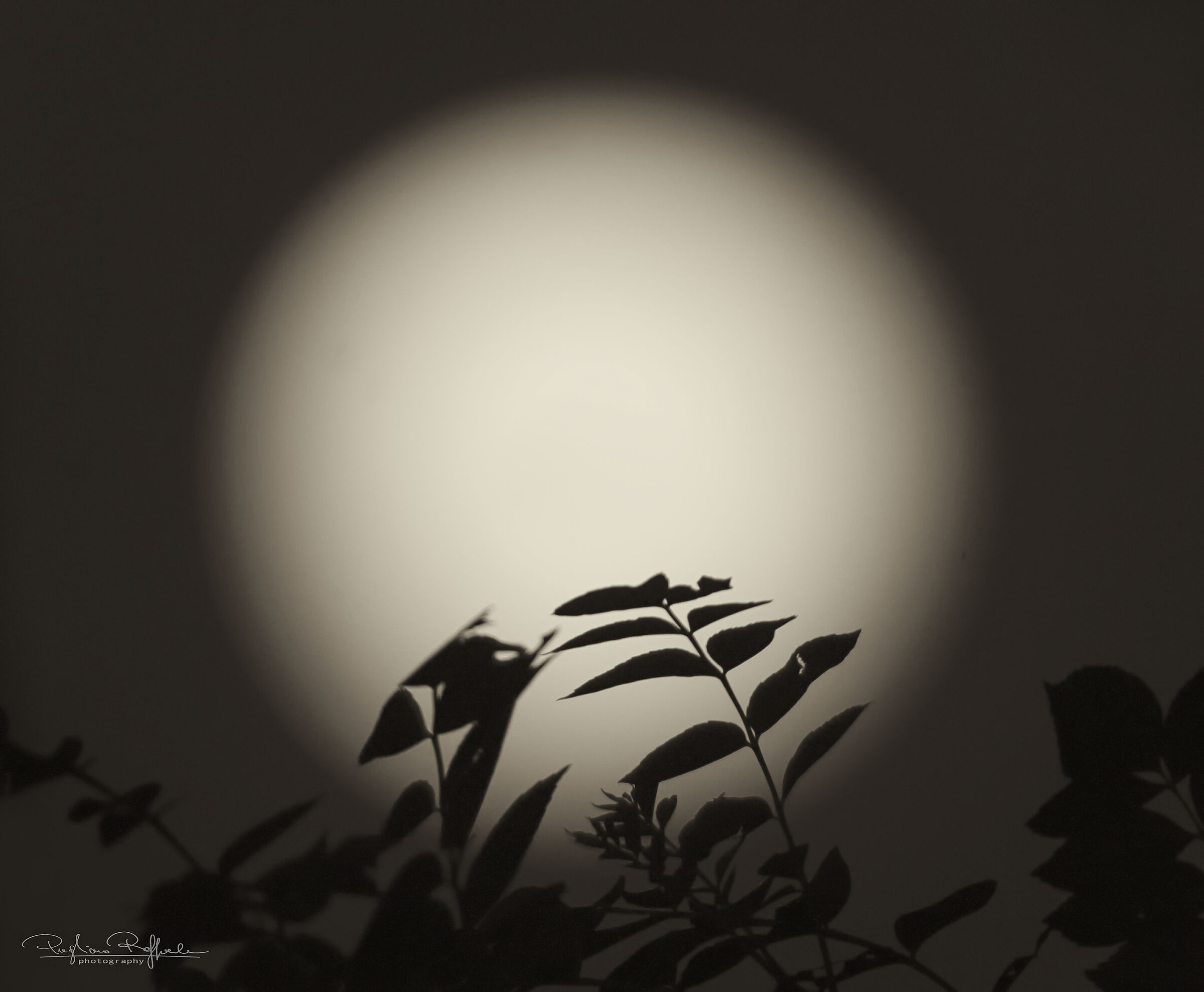 Moonlight silhouette
