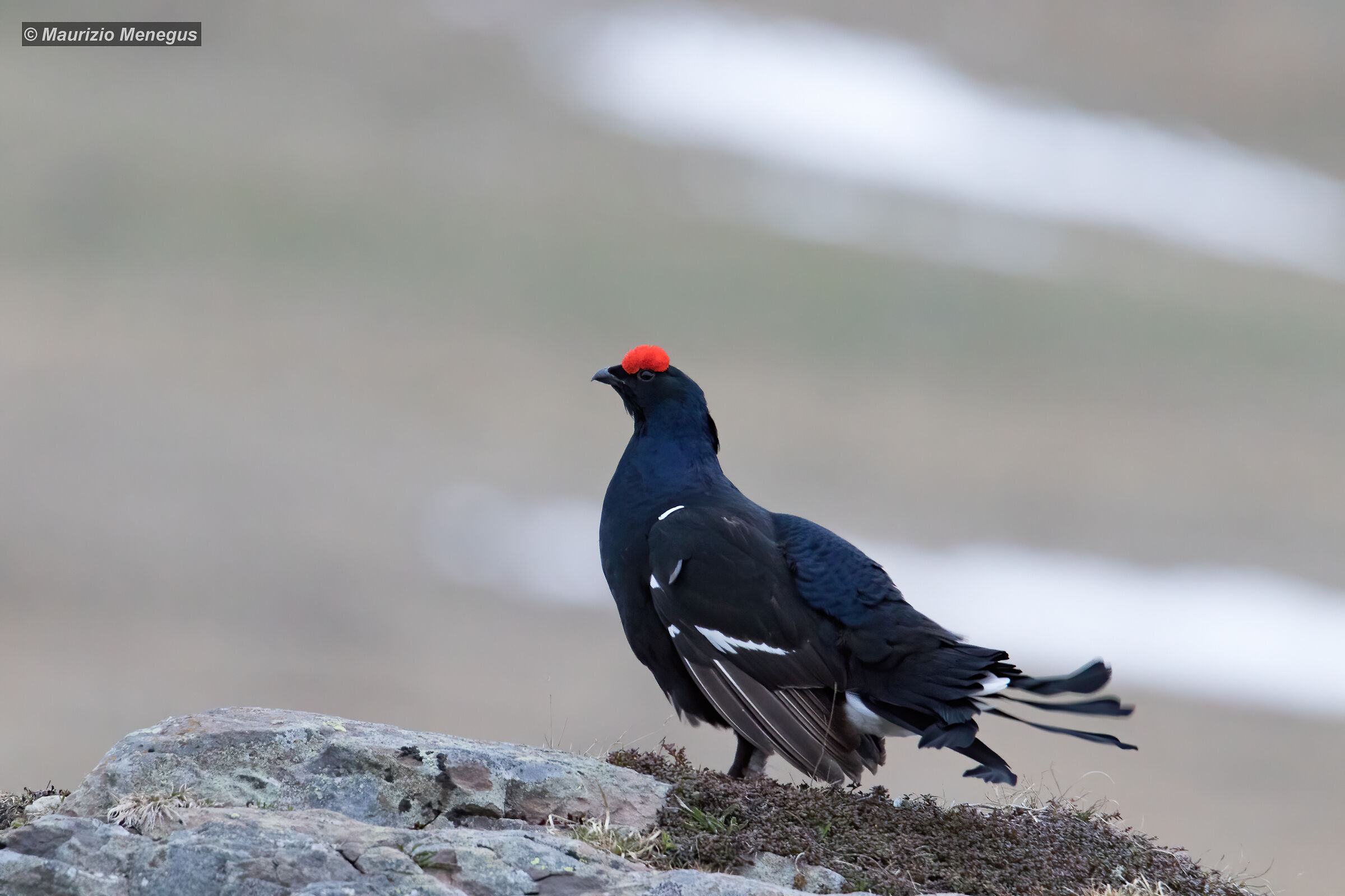 Gallo forcello a 5000 ISO maggio 2020 Dolomiti
