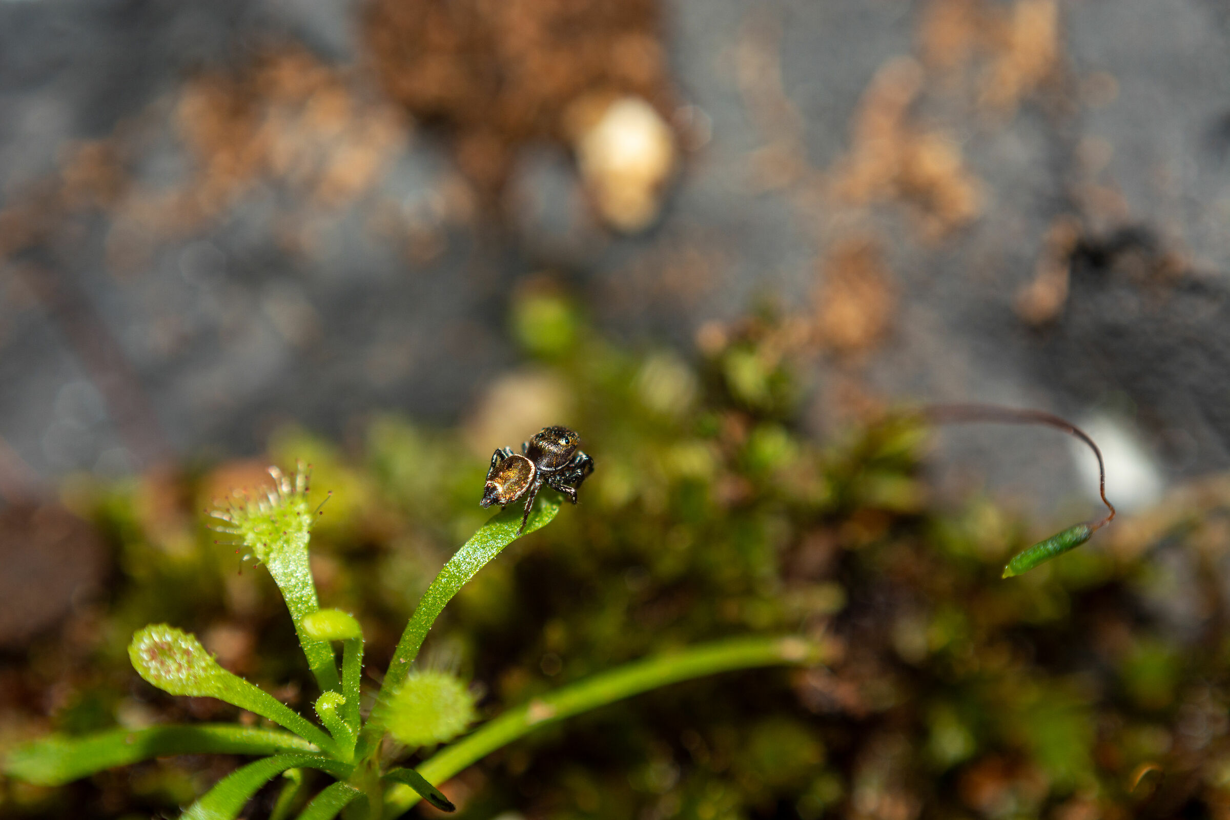 spider on drosera