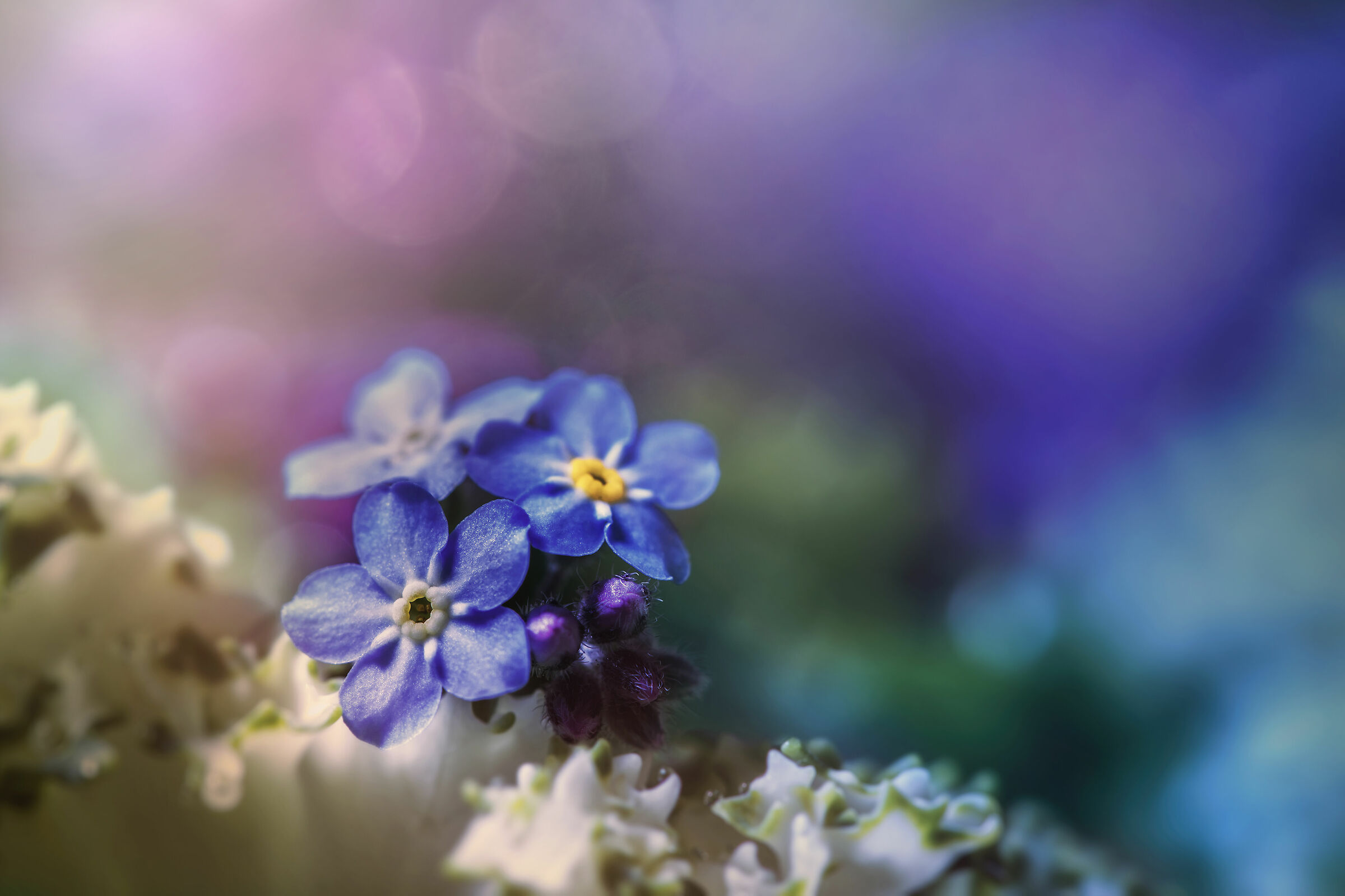 Forget-me-nots