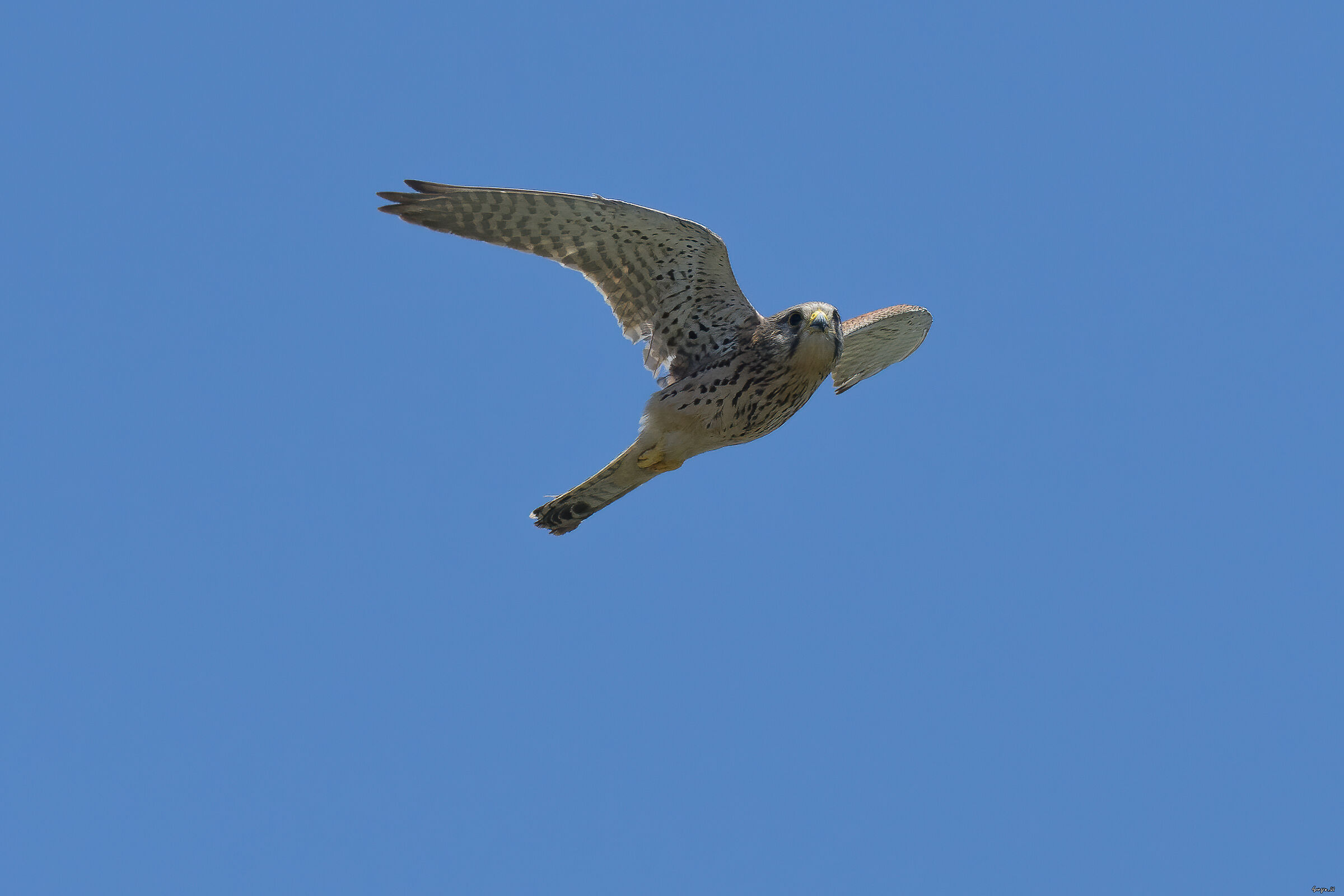 Kestrel