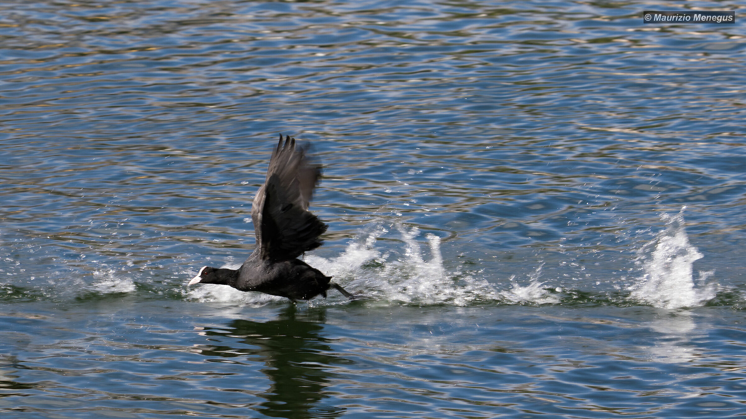 Combattimenti tra folaghe in un lago dolomitico 3