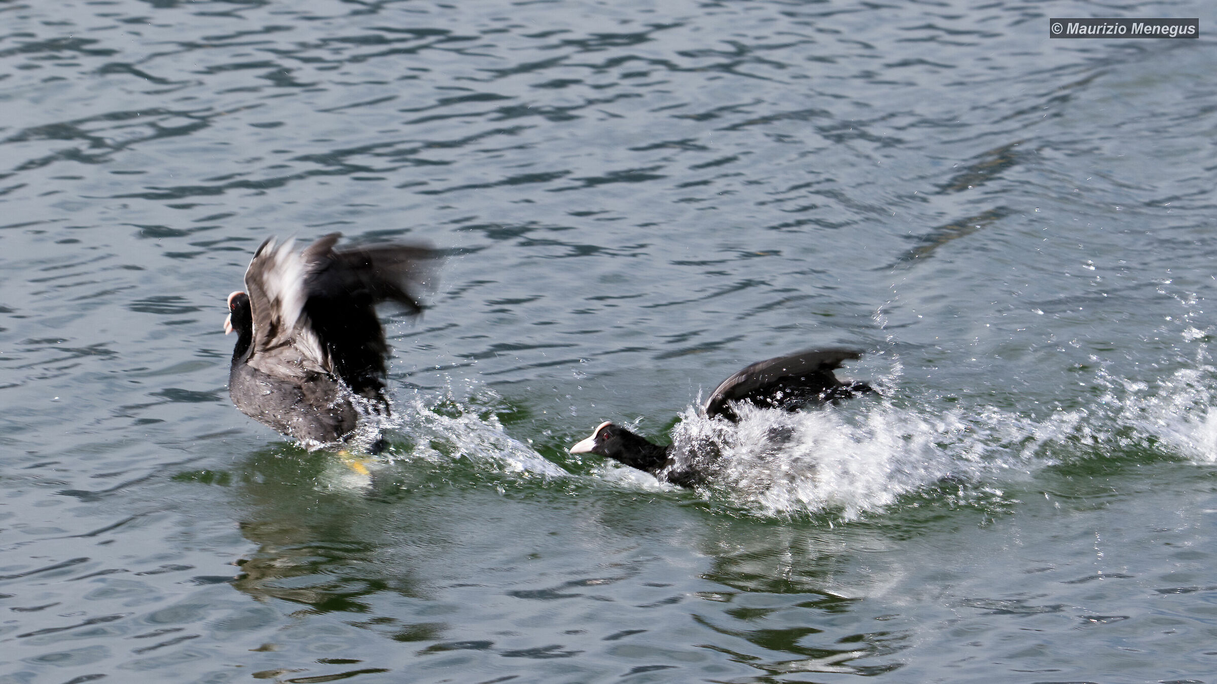 Combattimenti tra folaghe in un lago dolomitico 5