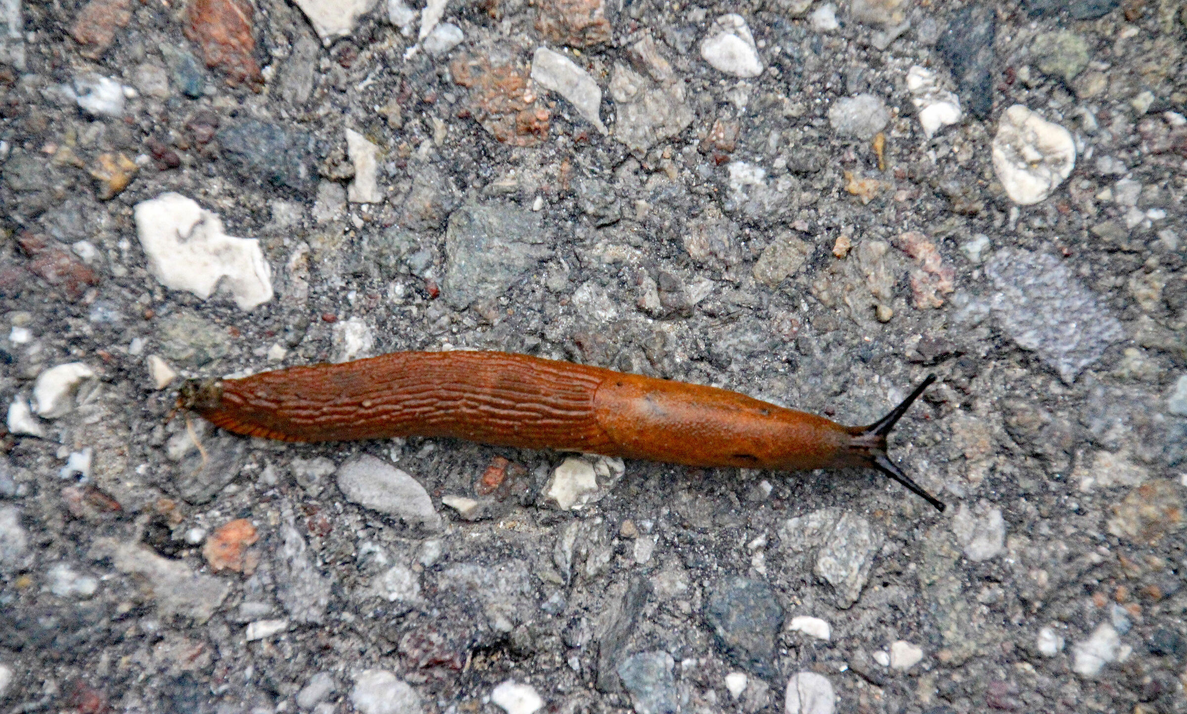 Limaccia (Limacus flavus)