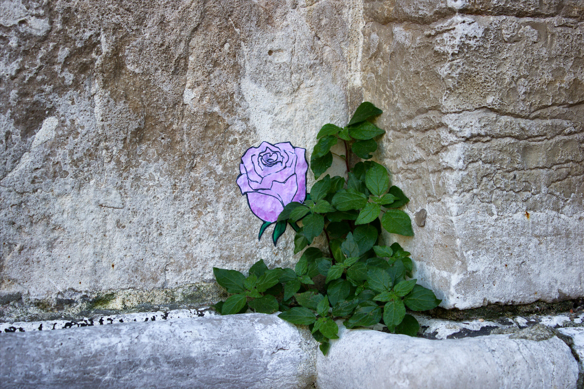 even the stone can bloom