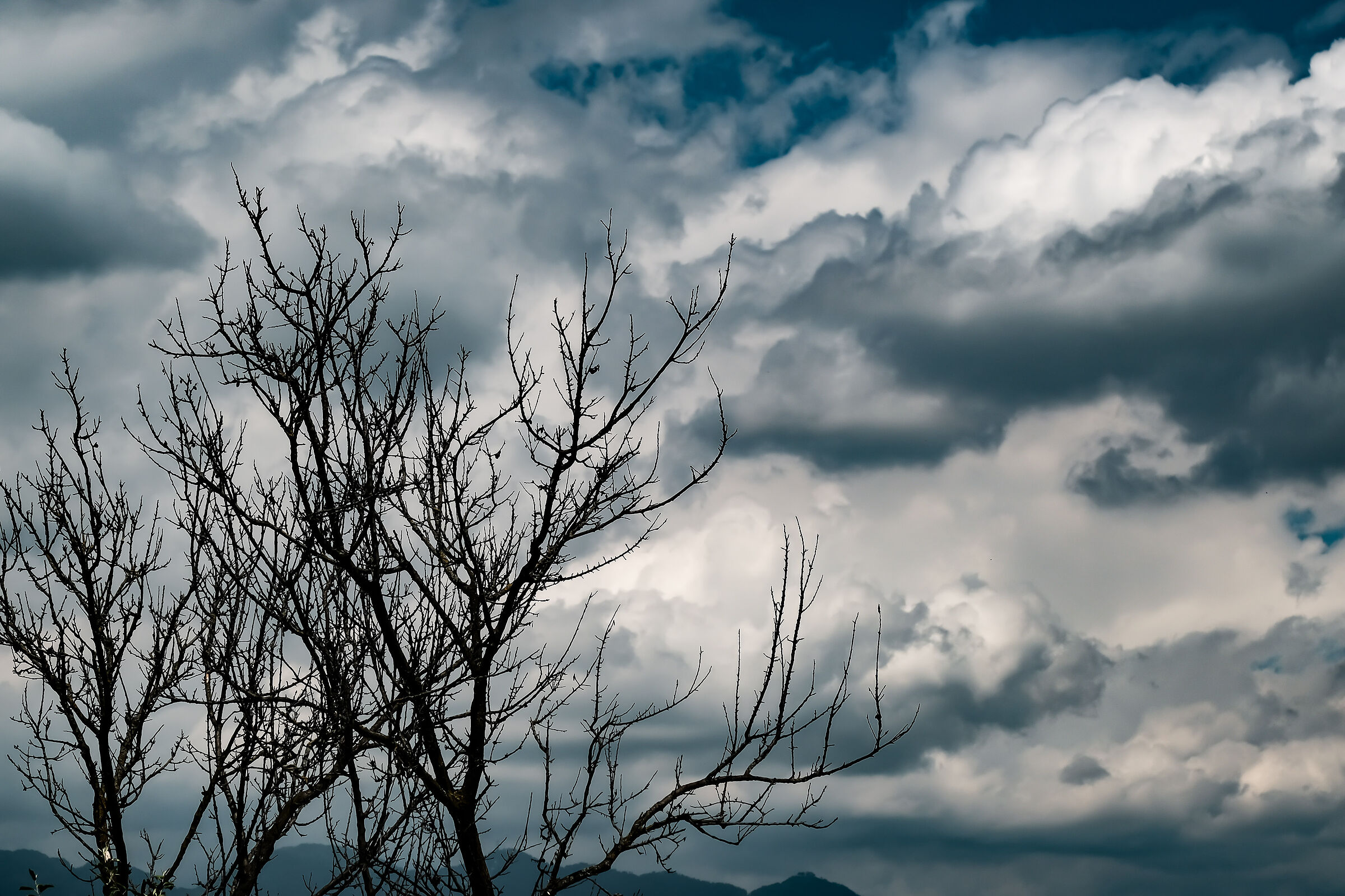 The tree and the thunderstorm