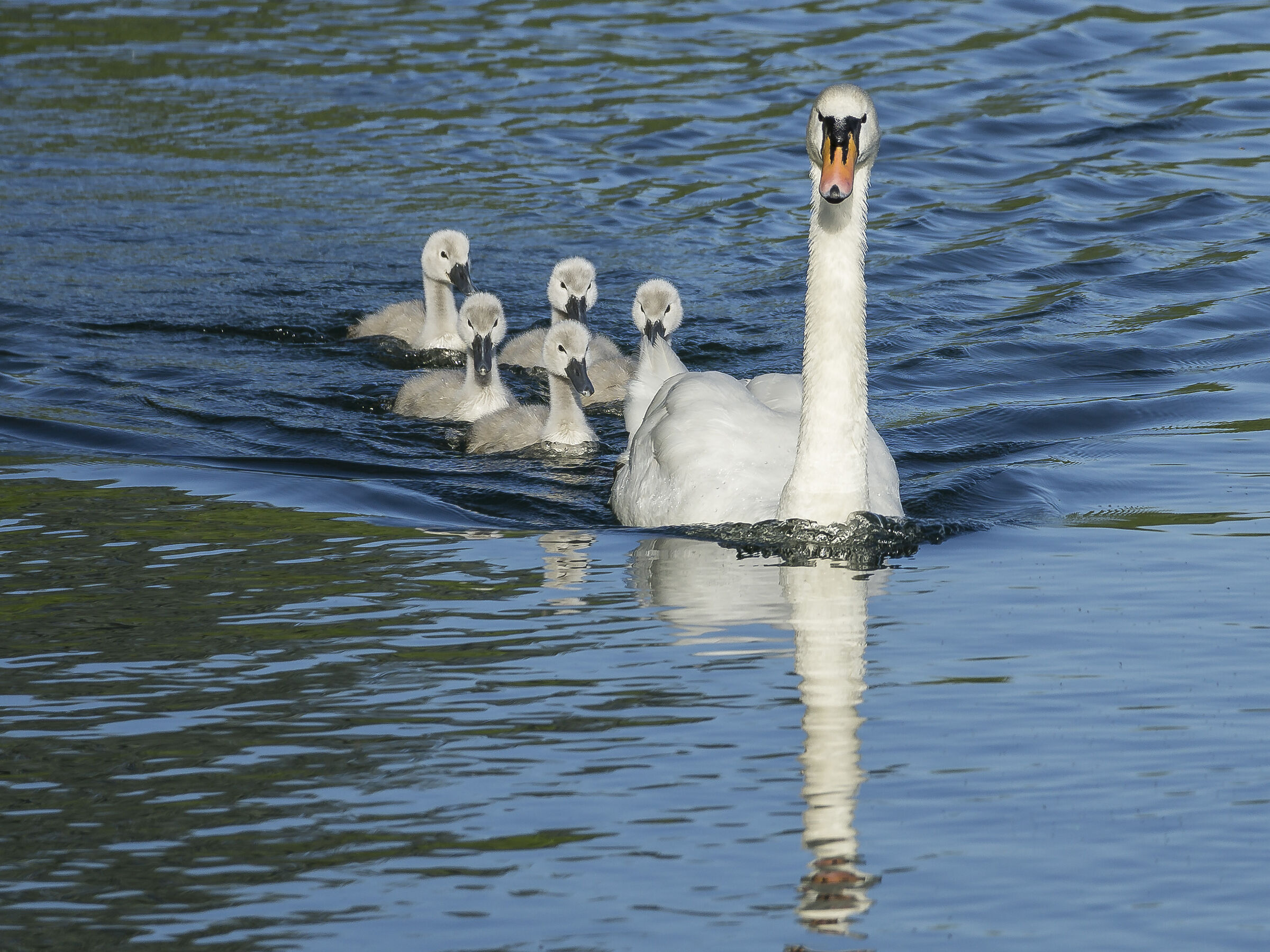 Venerdì 5 giugno 2020, 19:01:00