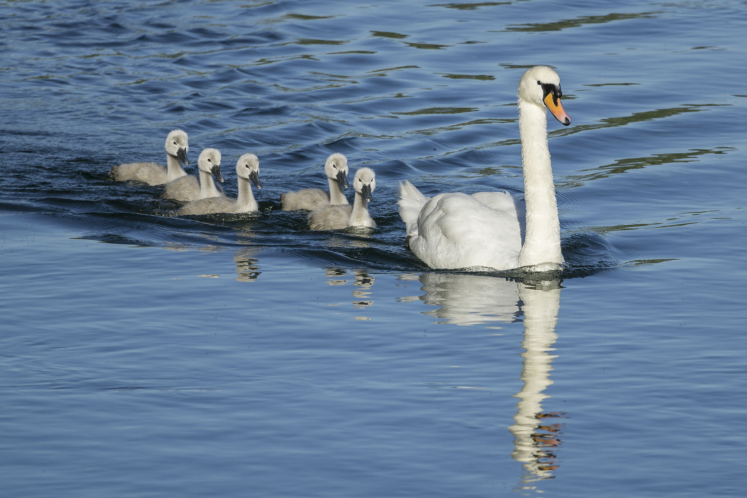 Venerdì 5 giugno 2020, 19:01:18