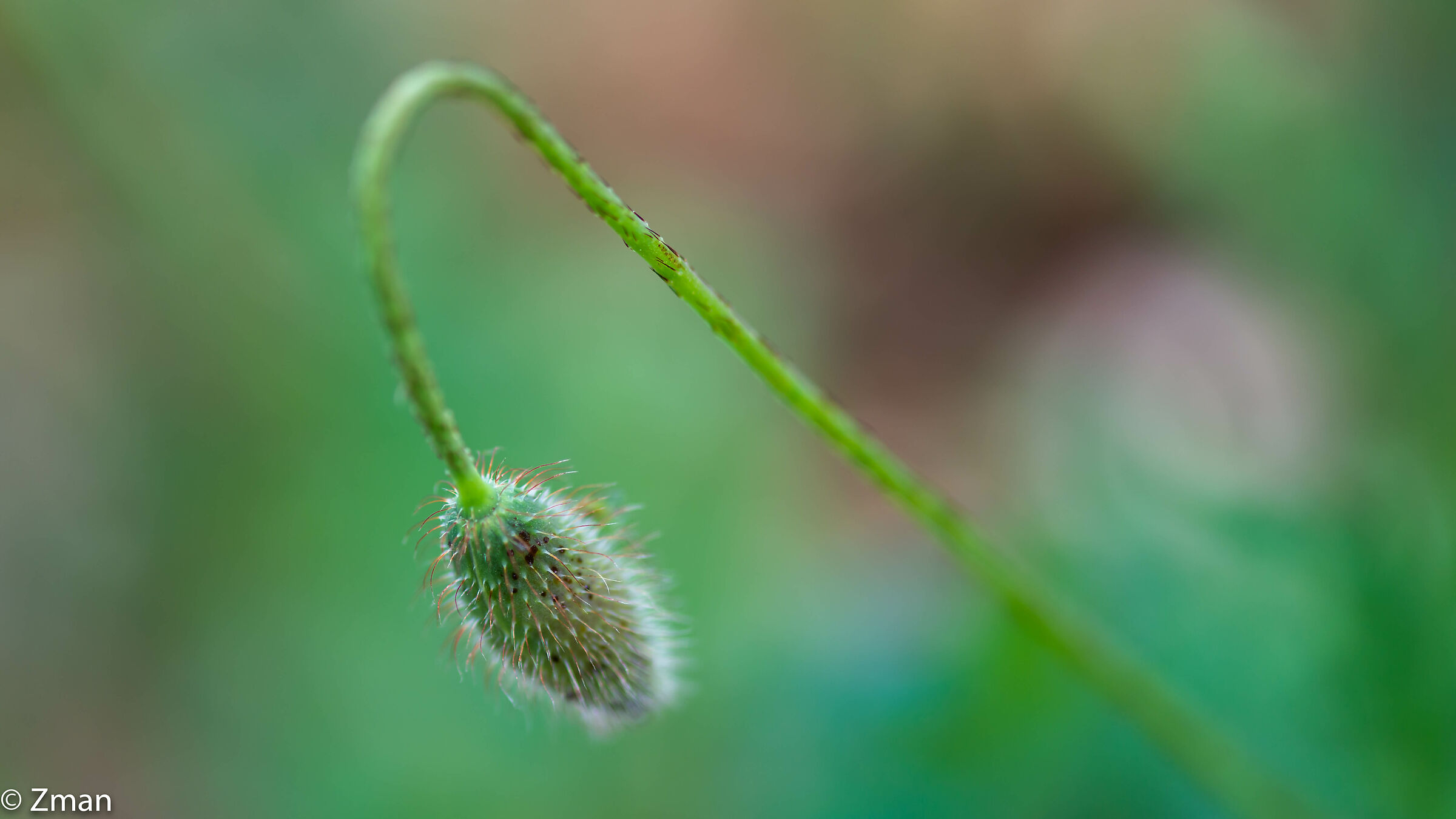 Bud di papavero anemone