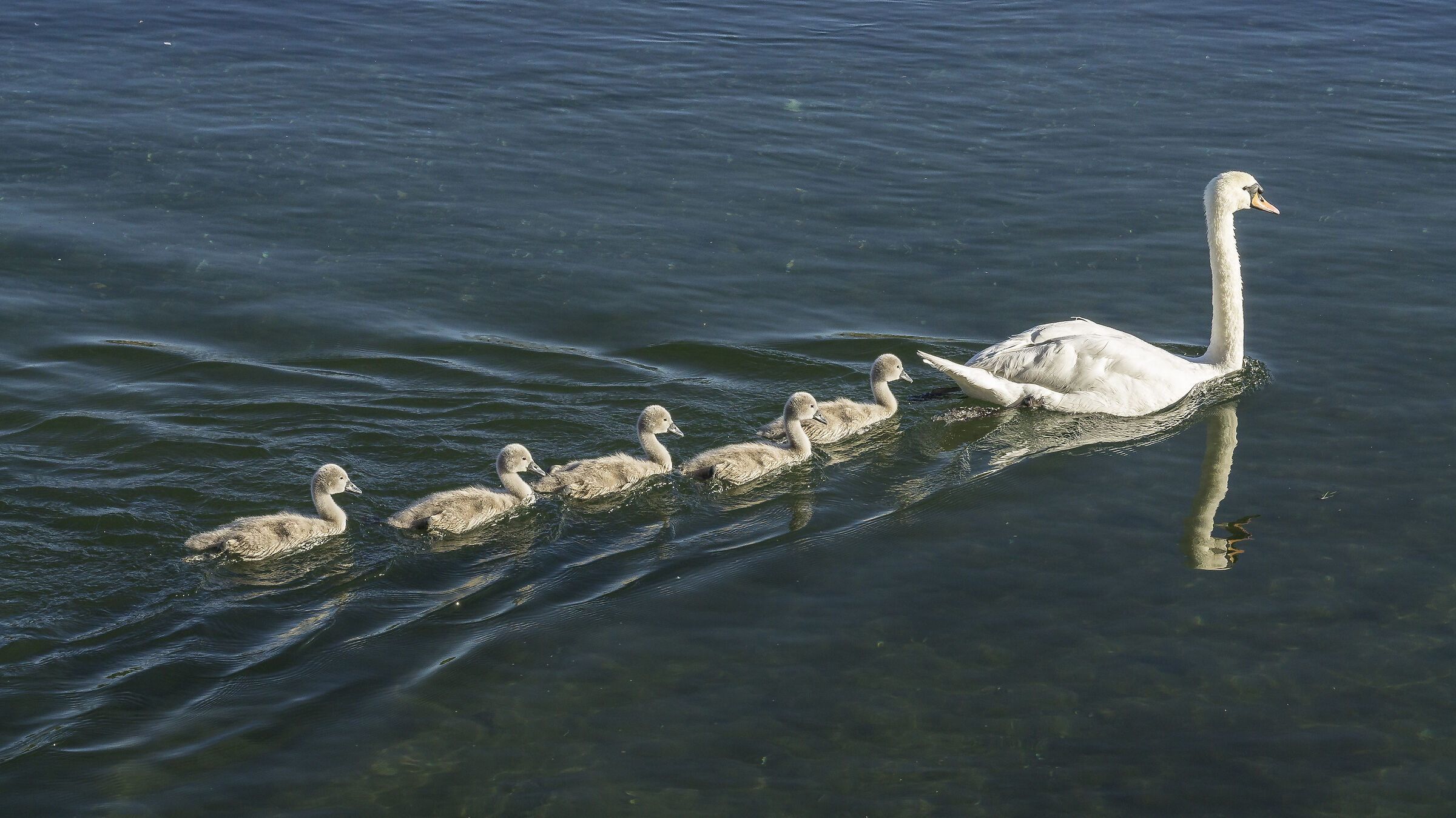 Venerdì 5 giugno 2020, 19:02:40