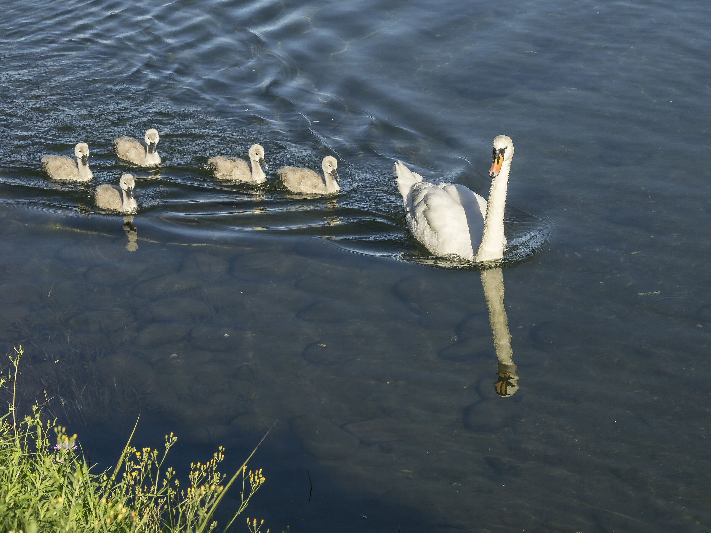 Venerdì 5 giugno 2020, 19:03:06