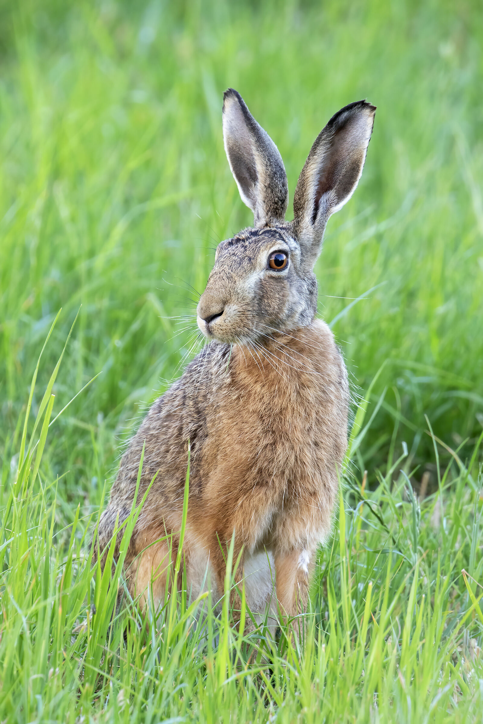 Lepus europaeus