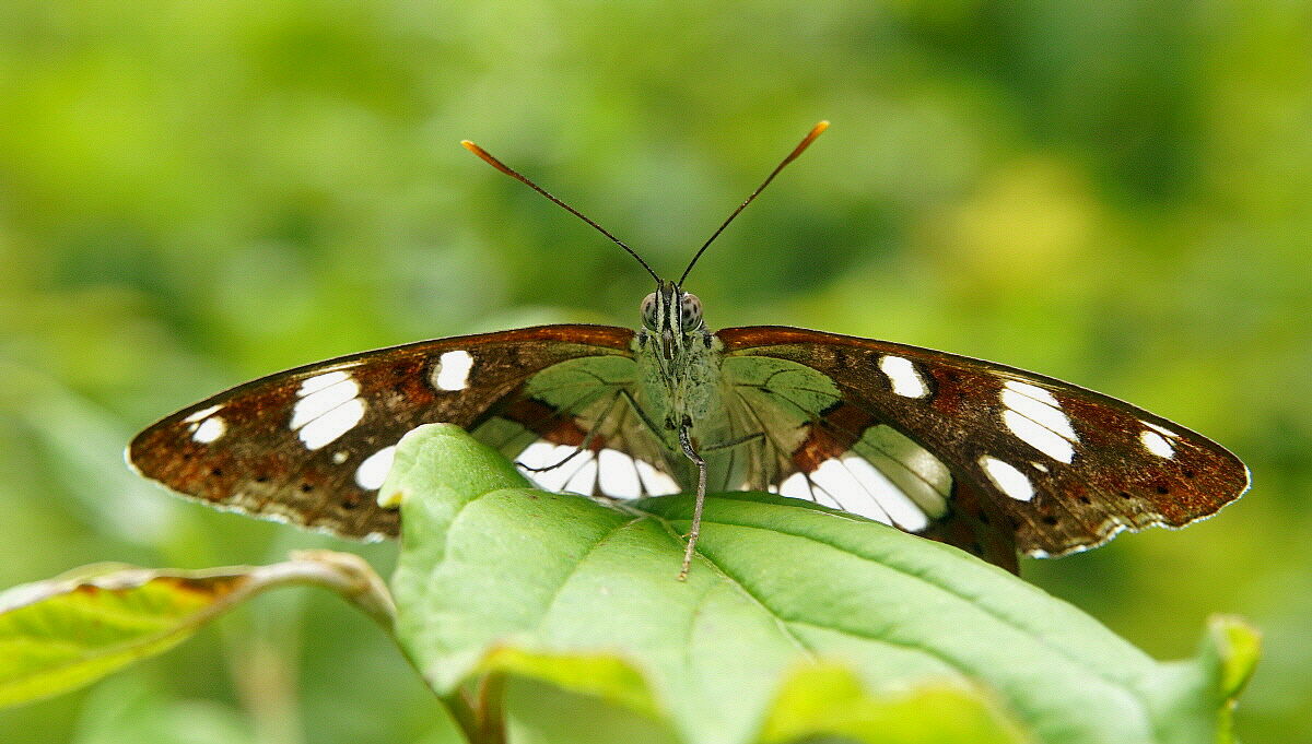 Tutto sotto controllo!