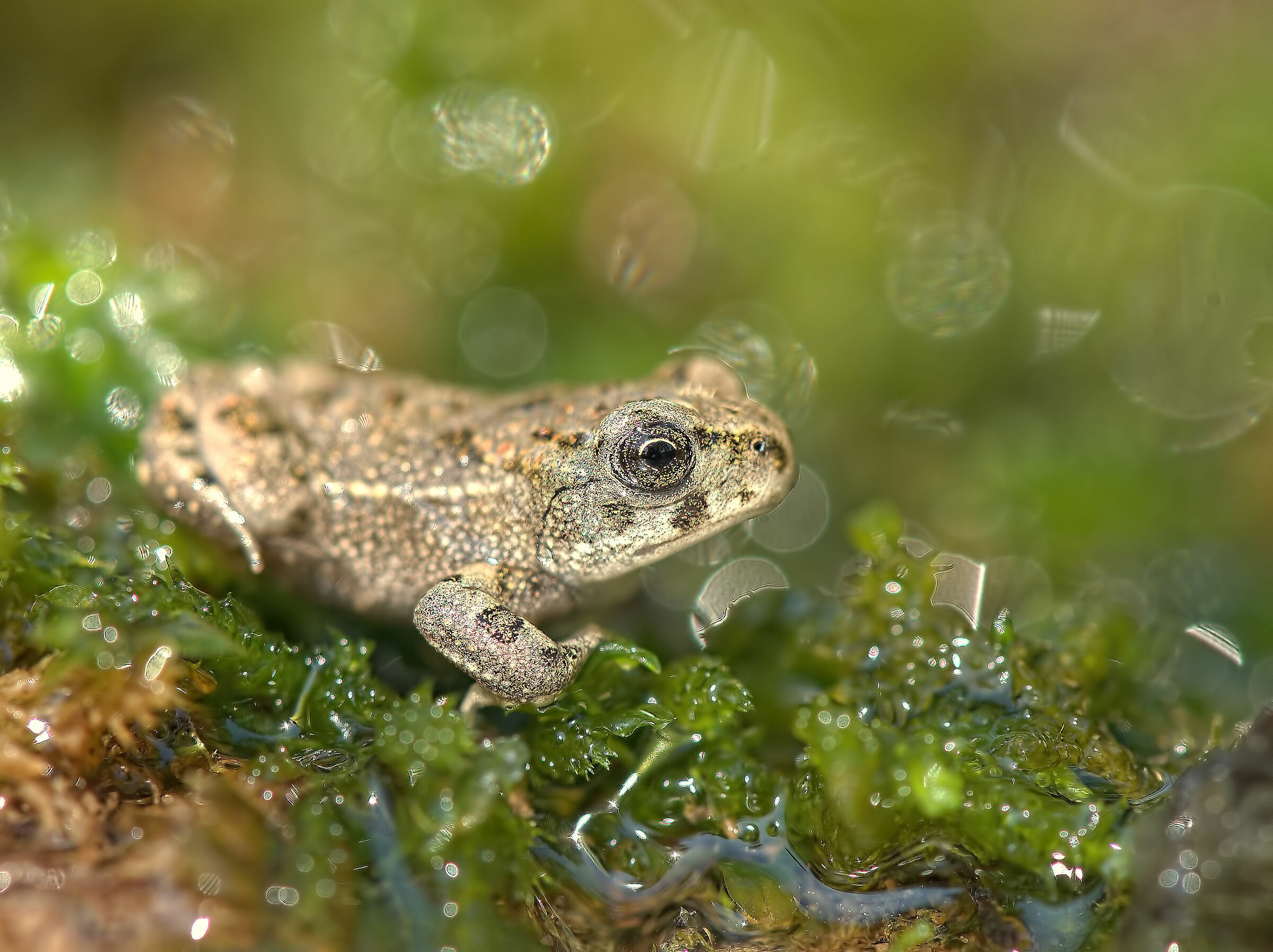 Emerald Toad