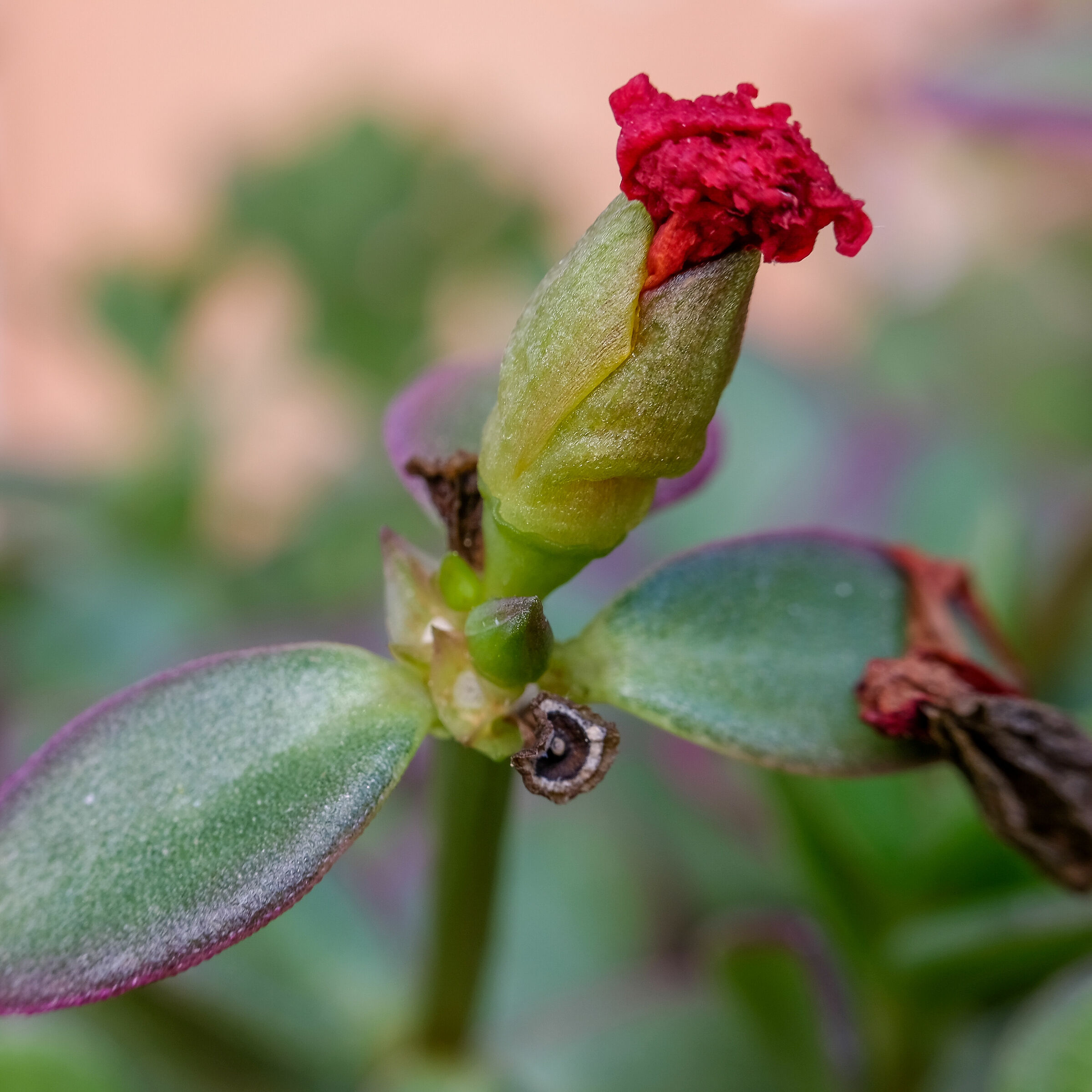 Almost Macro (XC 35mm F2 - MCEX-16 extension tube)