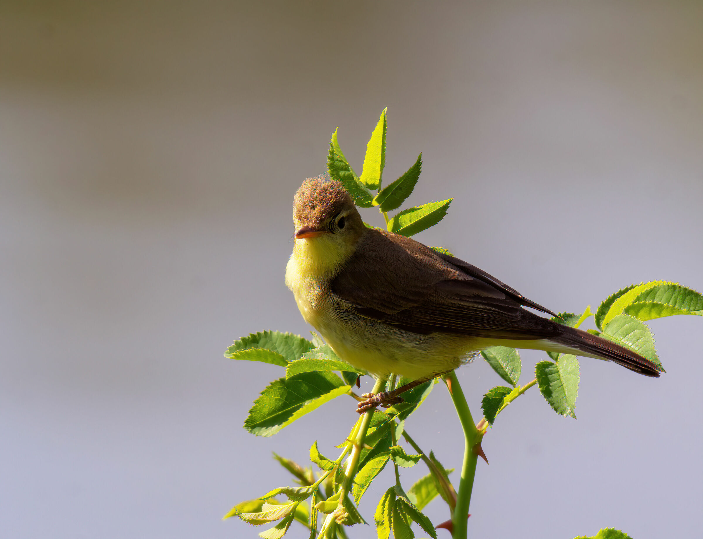 Hippolais polyglotta