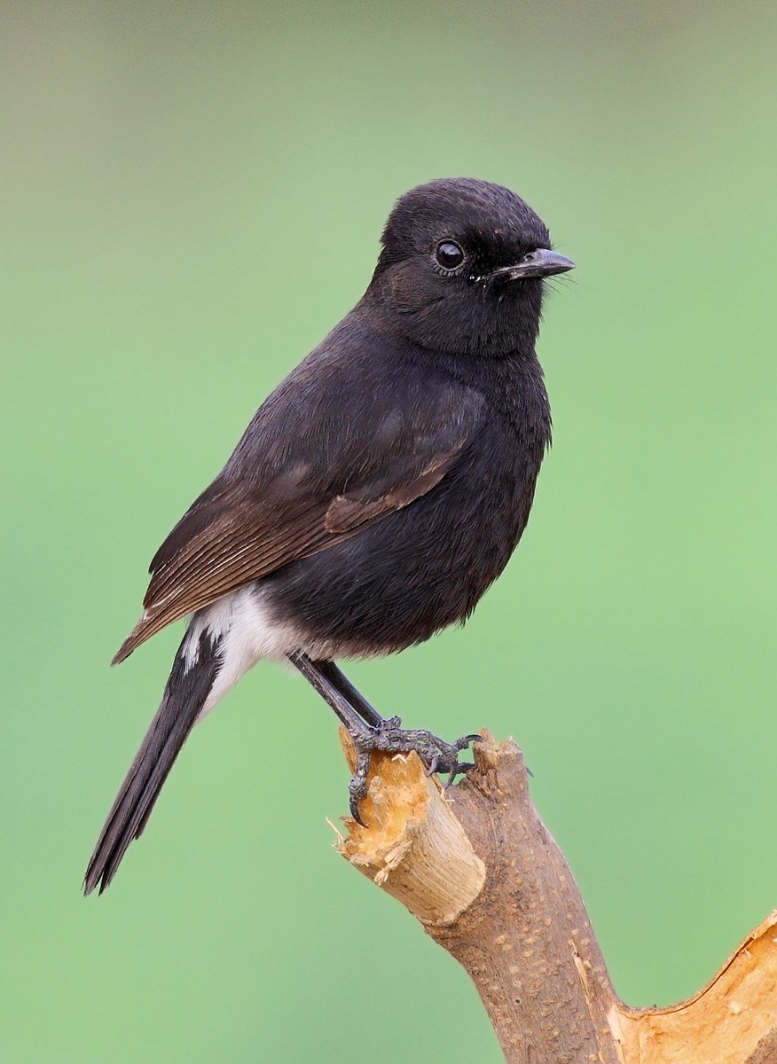 Pied Bushchat: Male.