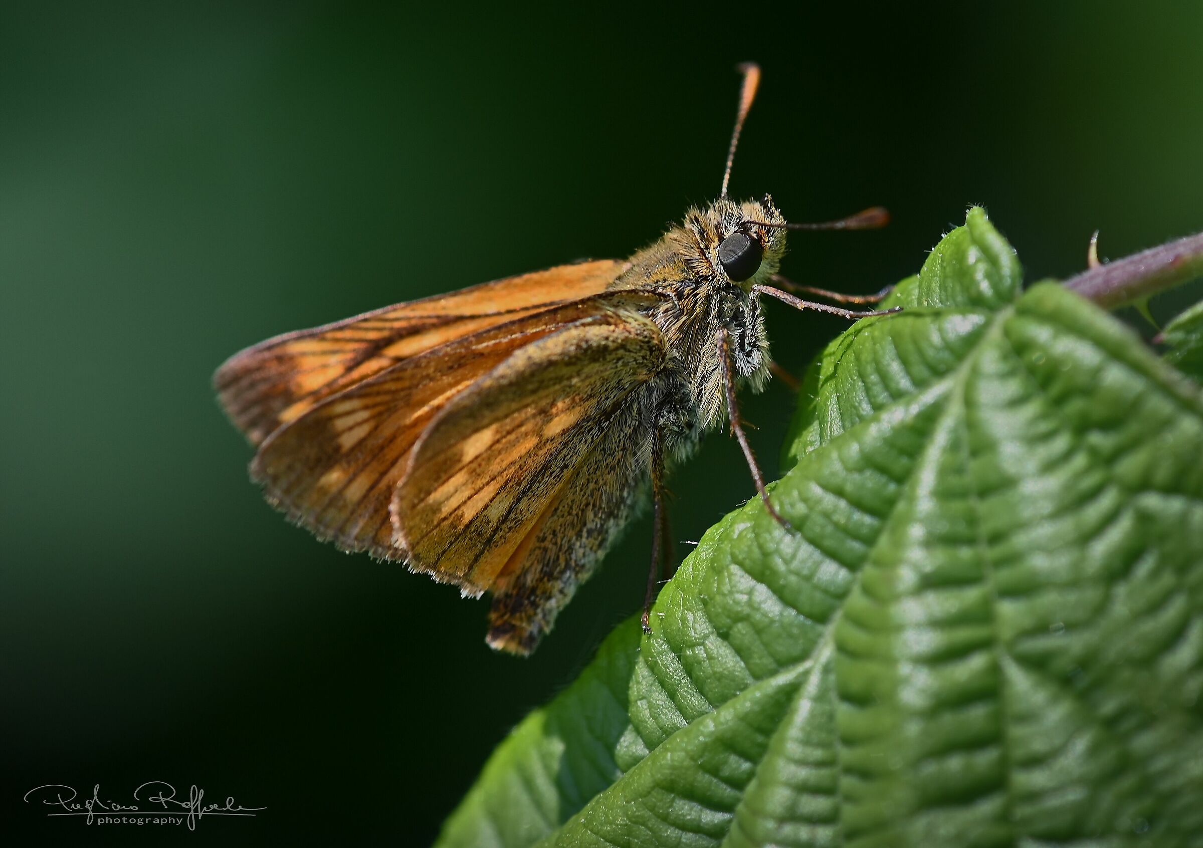 Hesperia comma