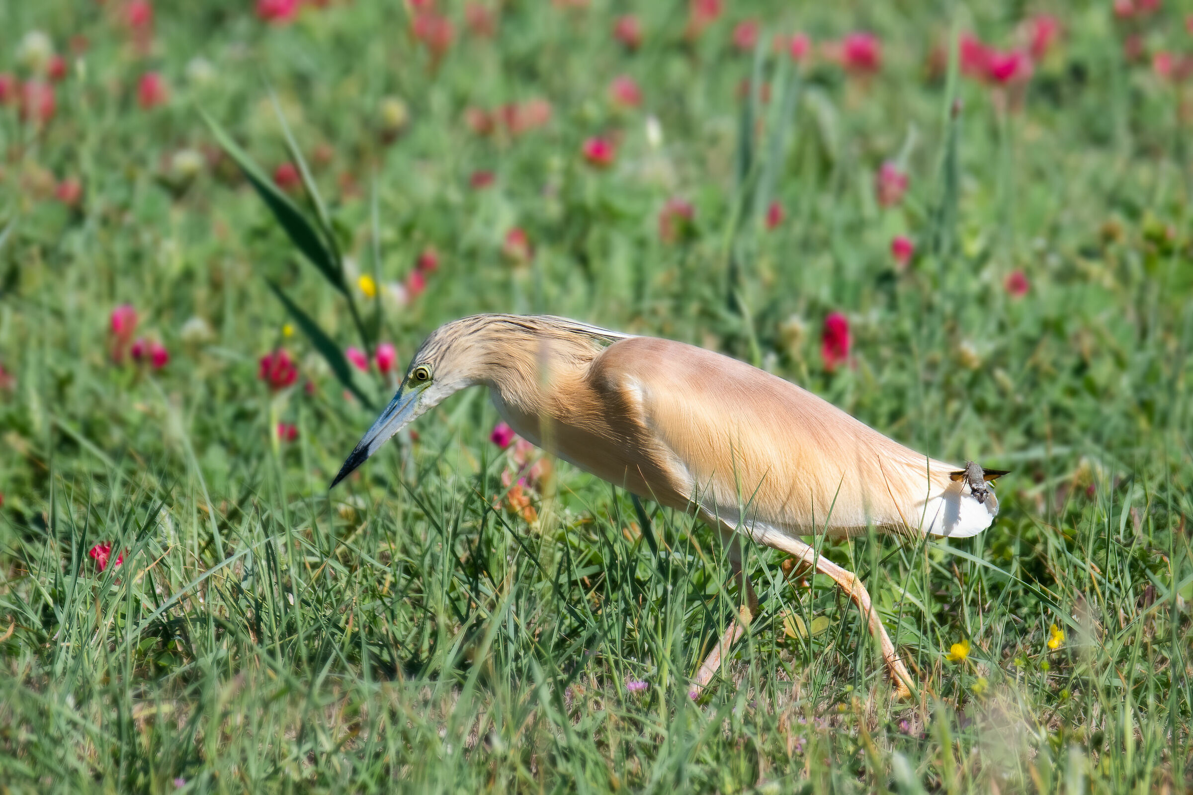 Sgarza...con sorpresa..