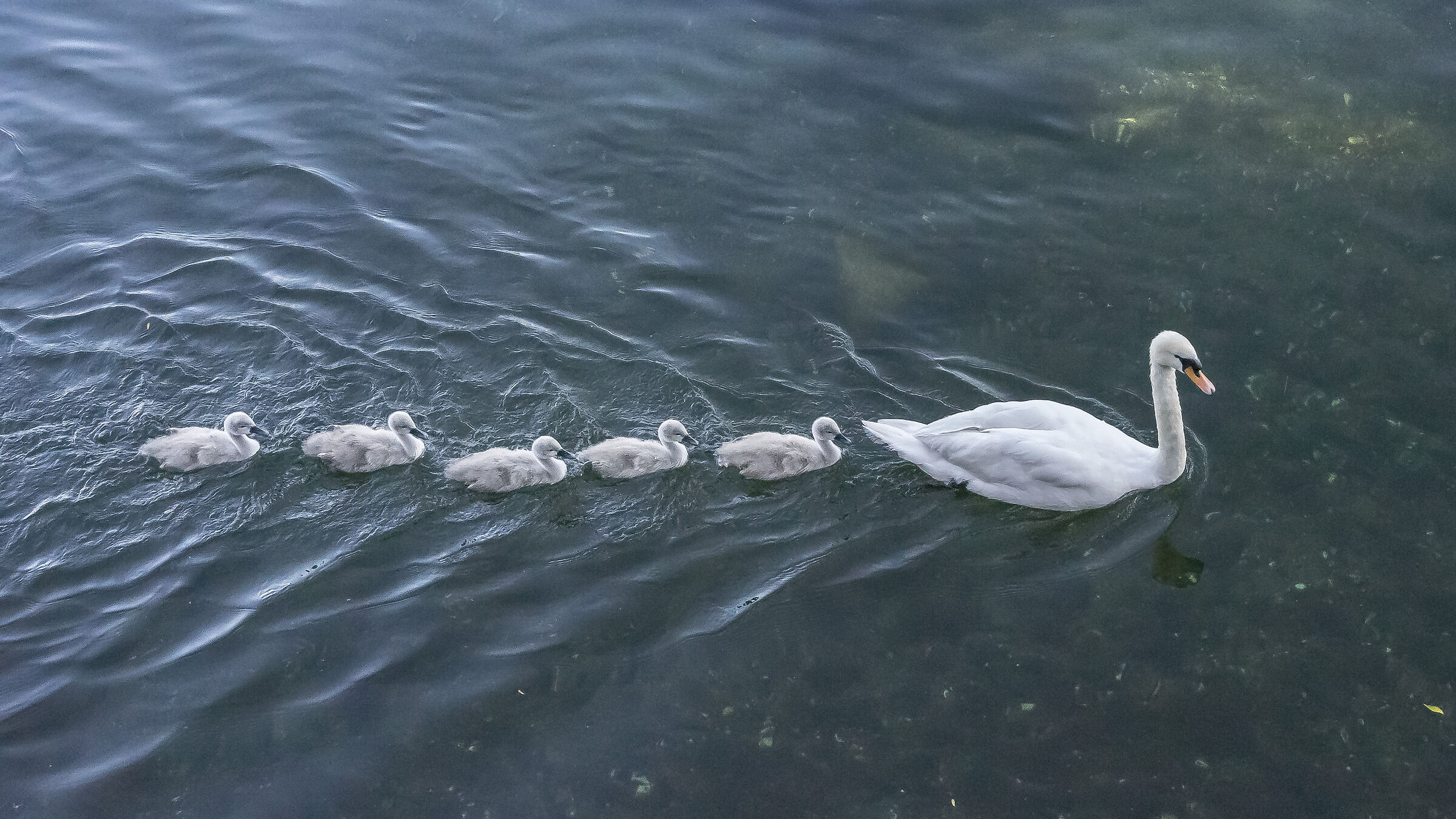 Venerdì 5 giugno 2020, 19:09:38