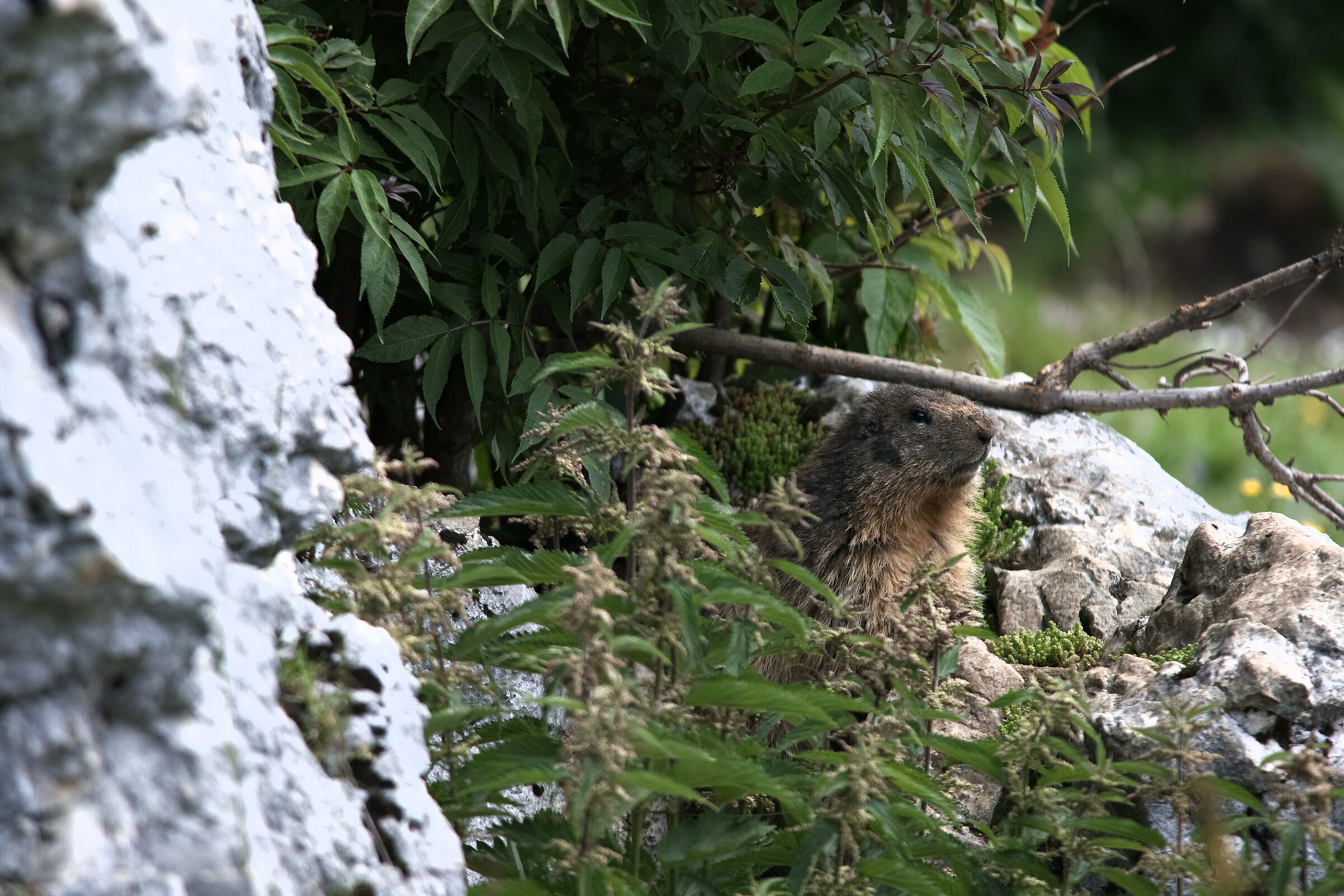 marmotta