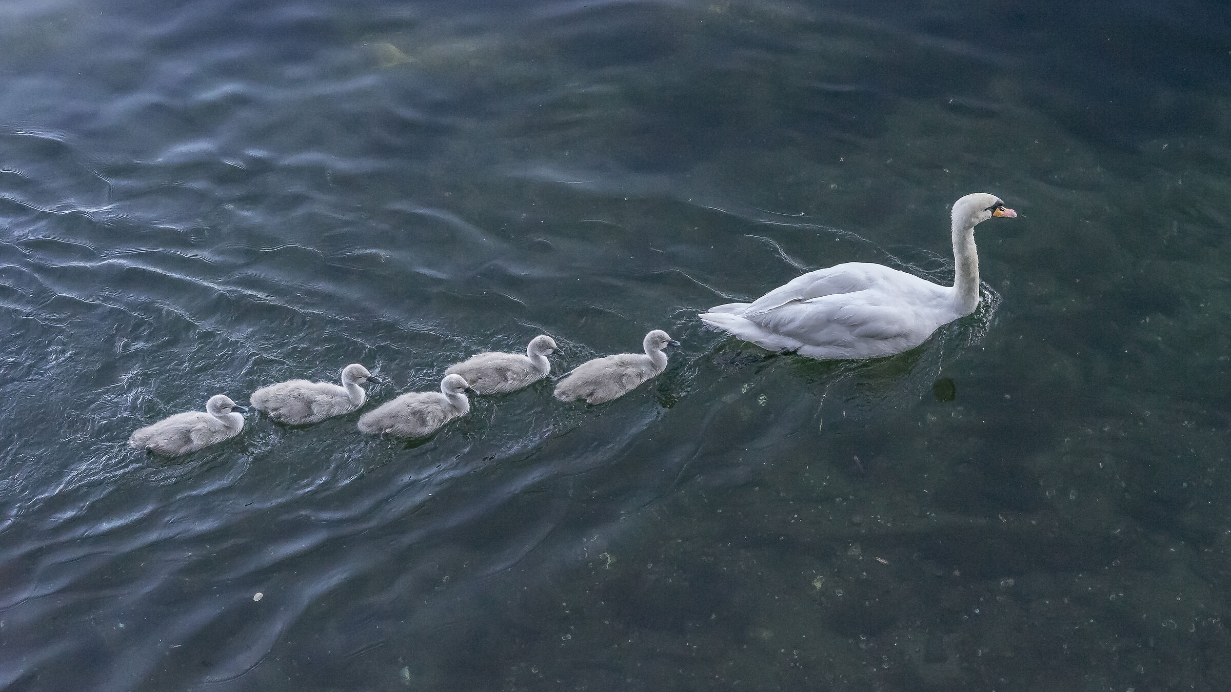 Venerdì 5 giugno 2020, 19:10:06
