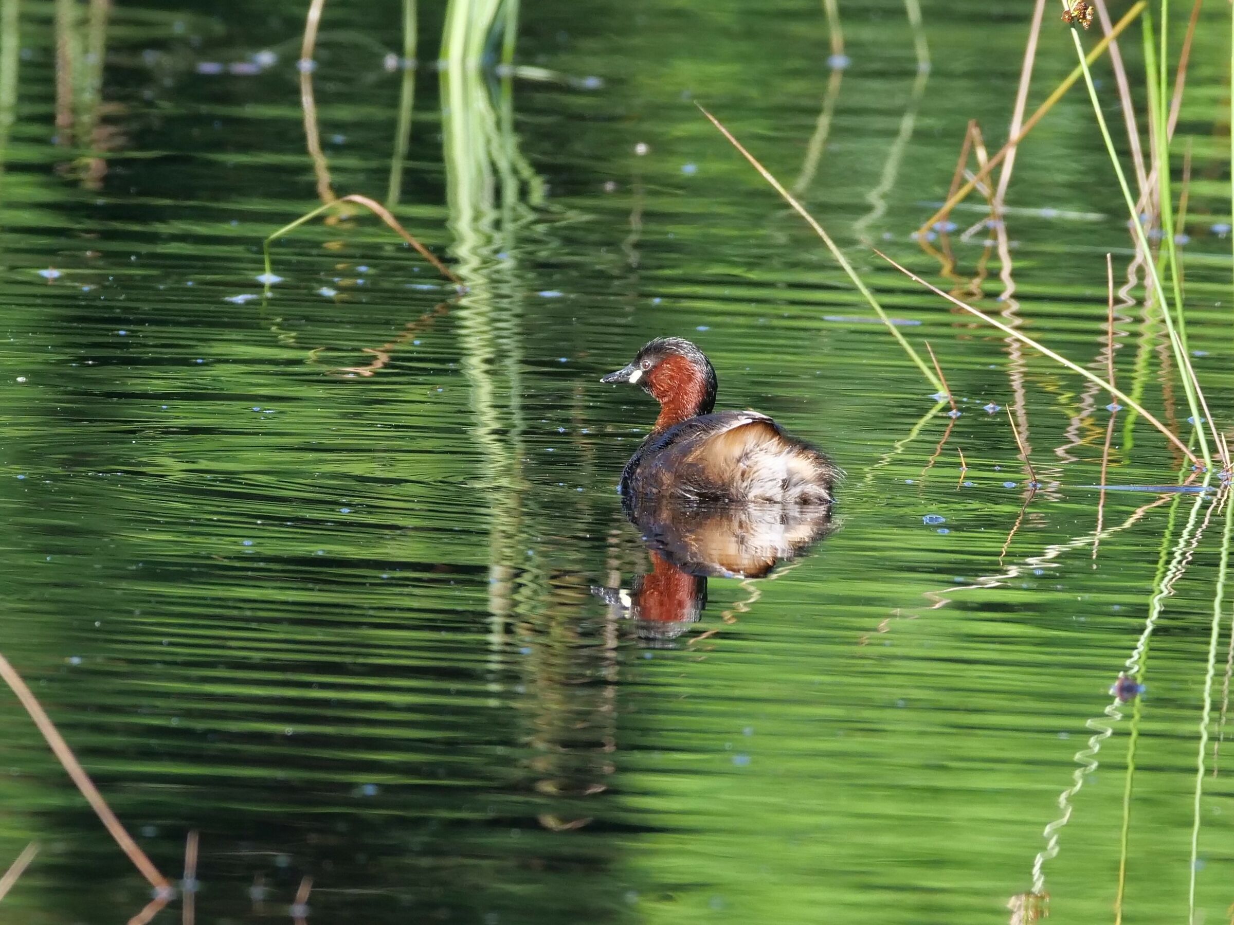 Tuffetto (Tachybatus ruficollis)