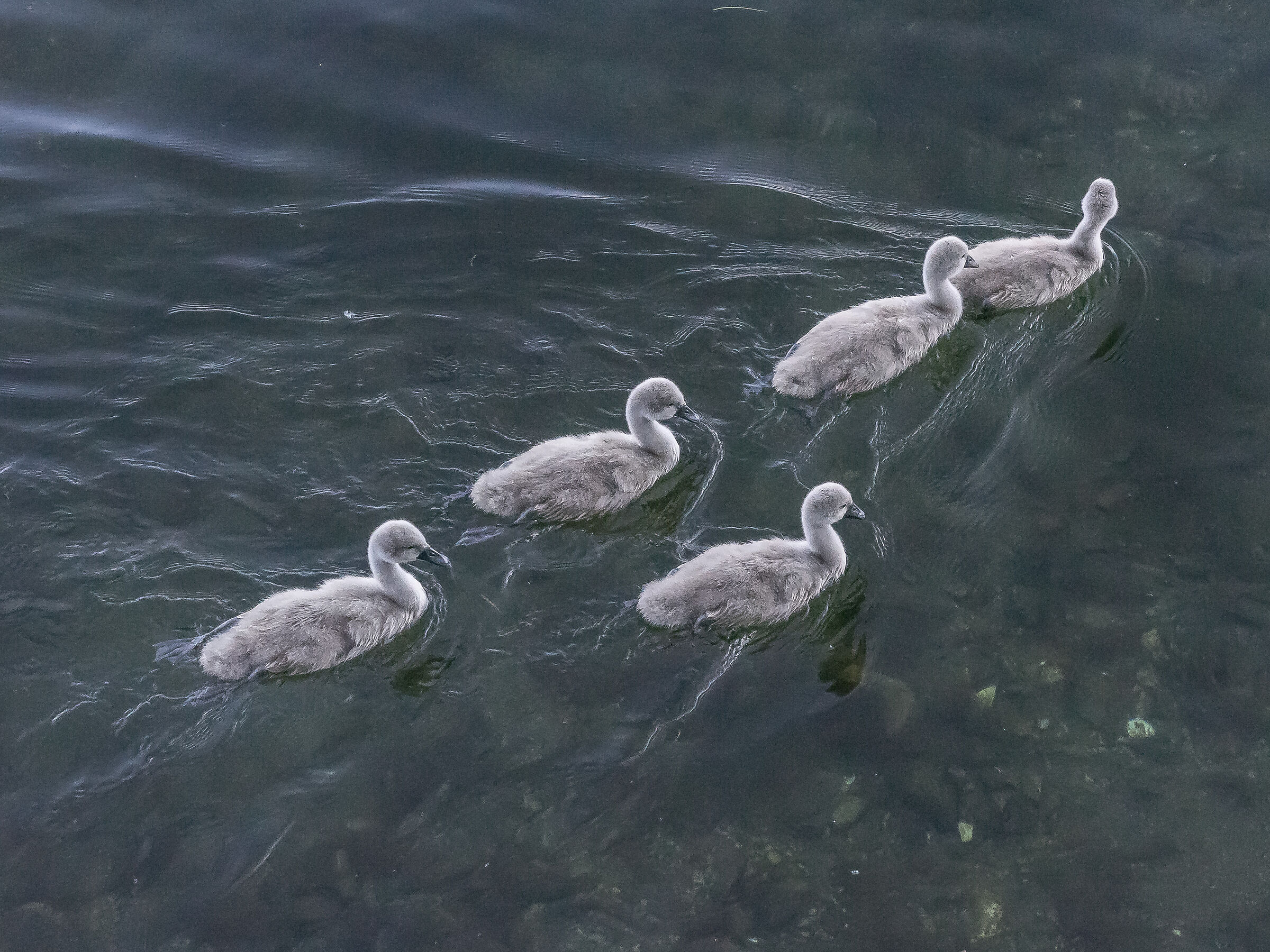 Venerdì 5 giugno 2020, 19:10:44