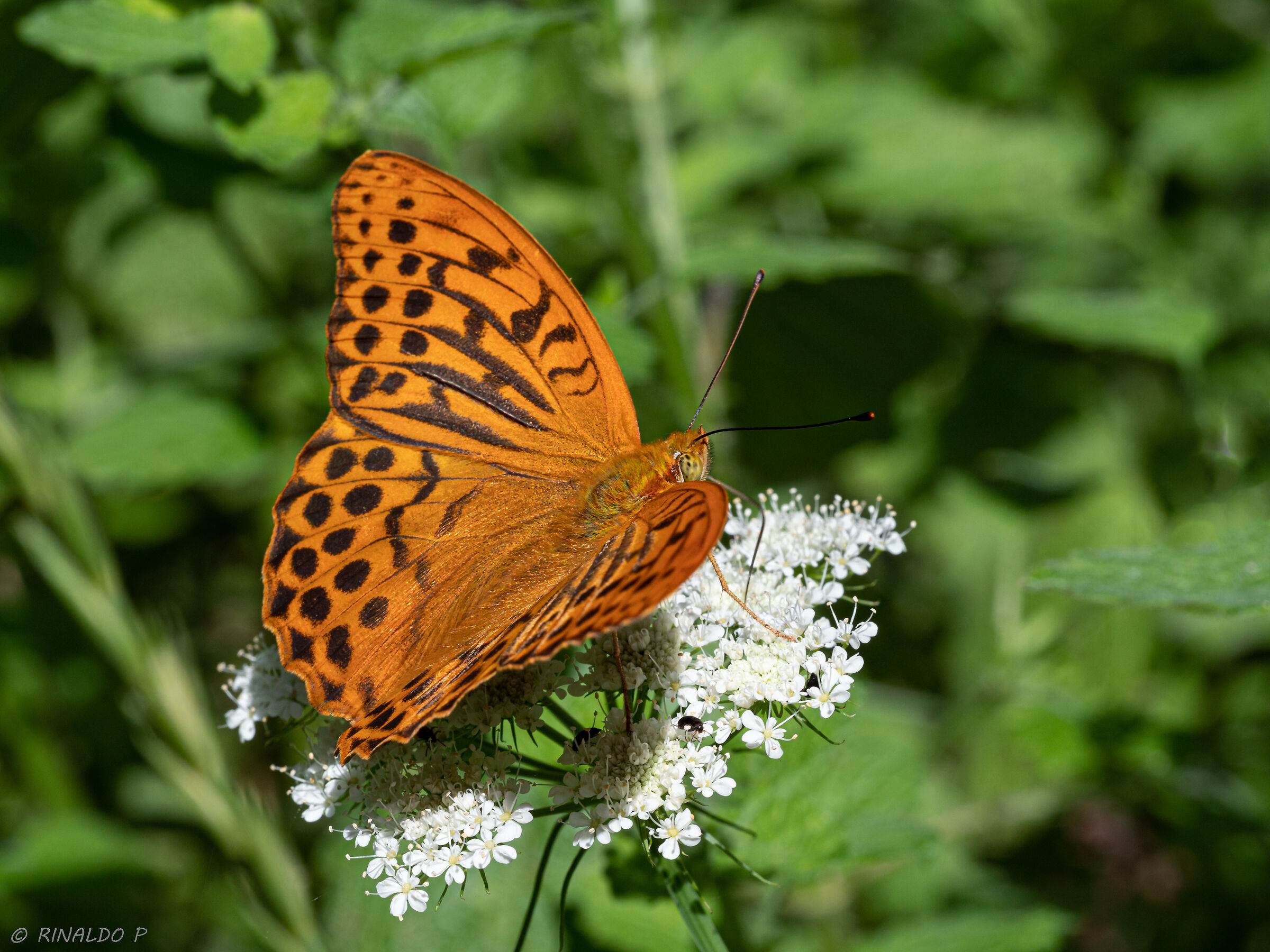 Argynnis paphia