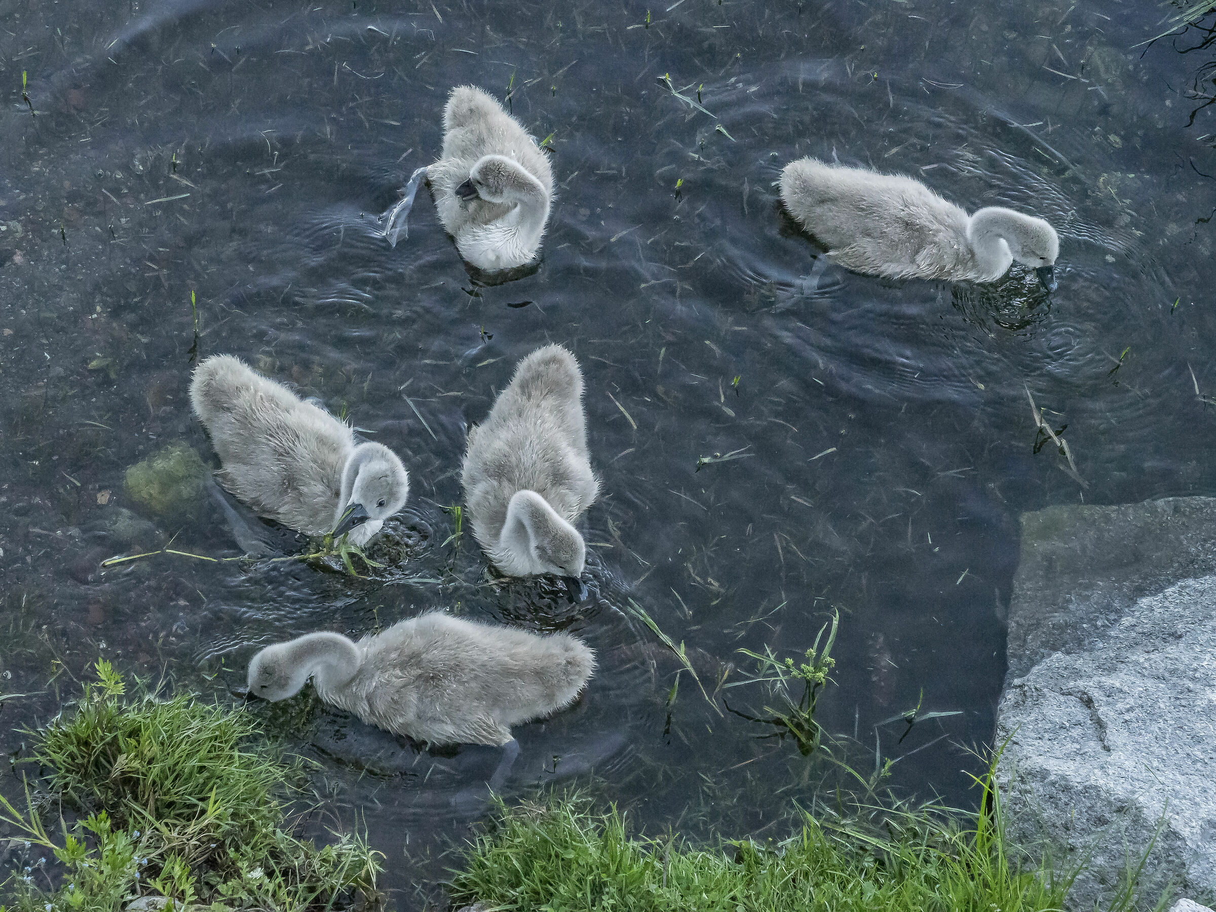 Venerdì 5 giugno 2020, 19:15:52