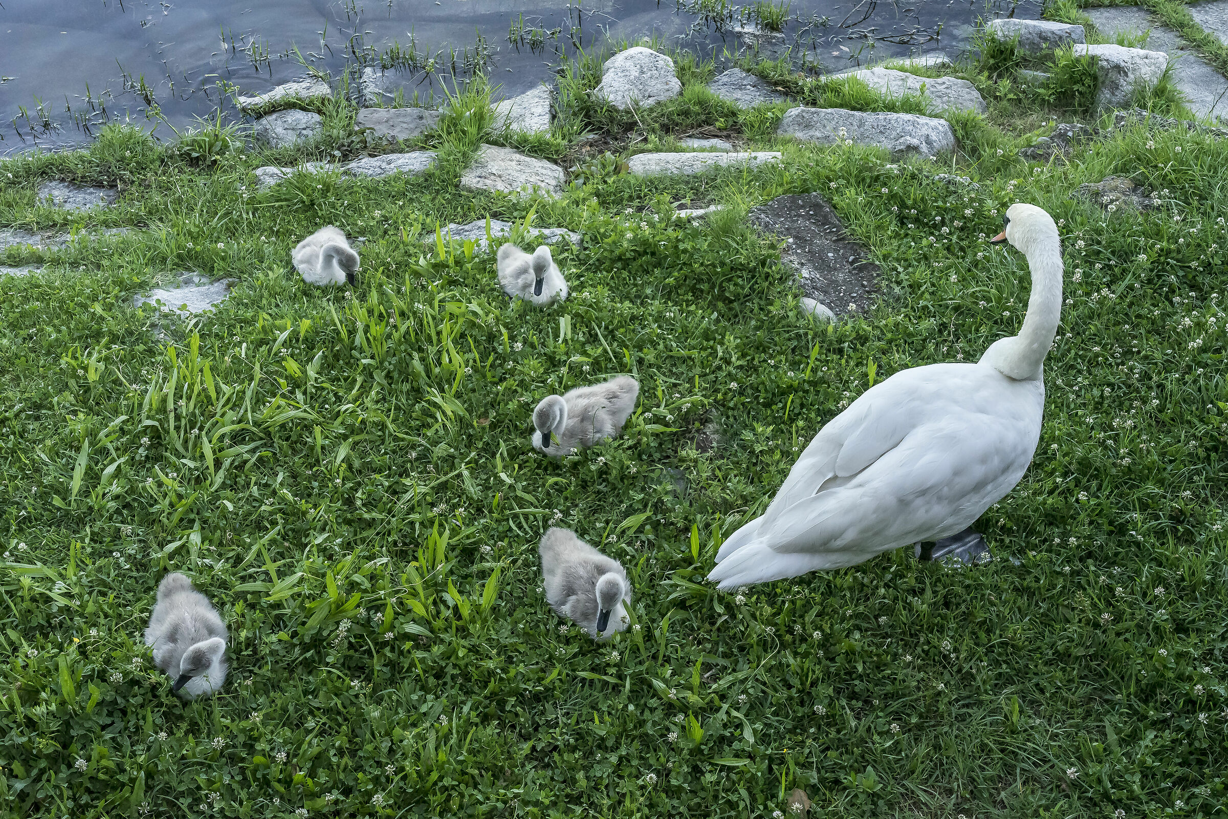 Venerdì 5 giugno 2020, 19:19:12