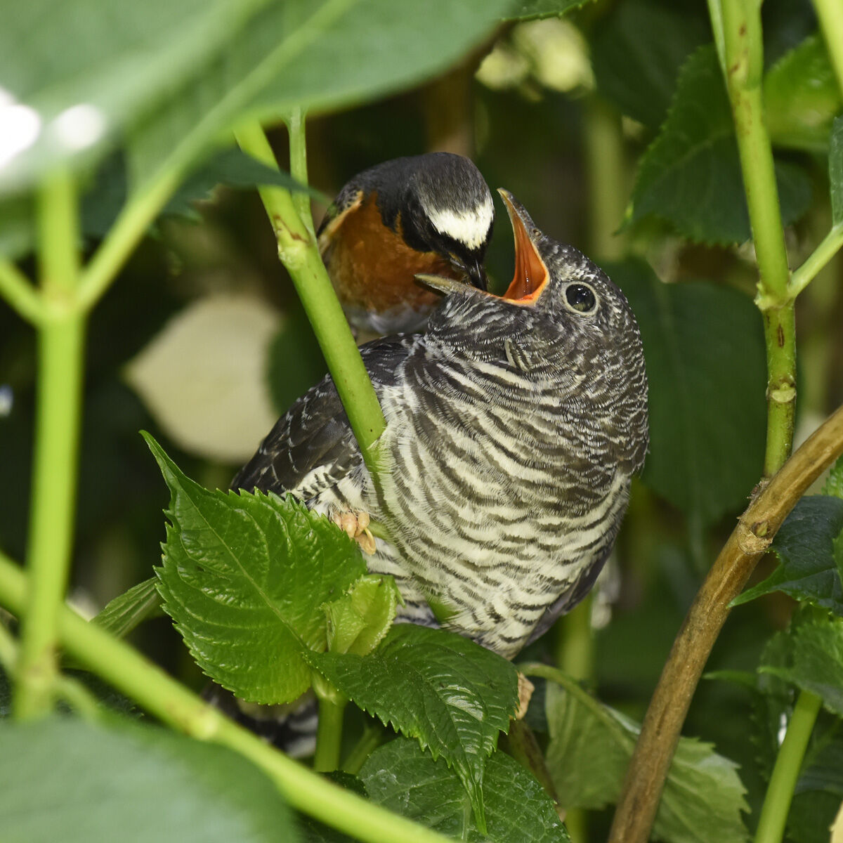 Cuculo & codirosso maschio