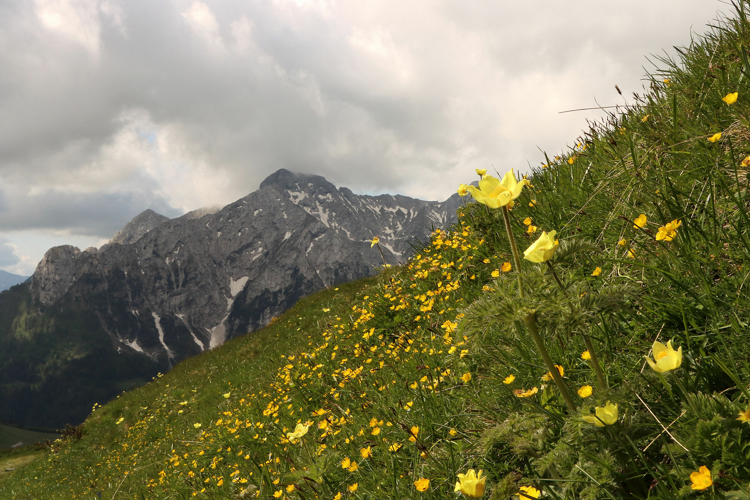 il "giallo" di Lemma