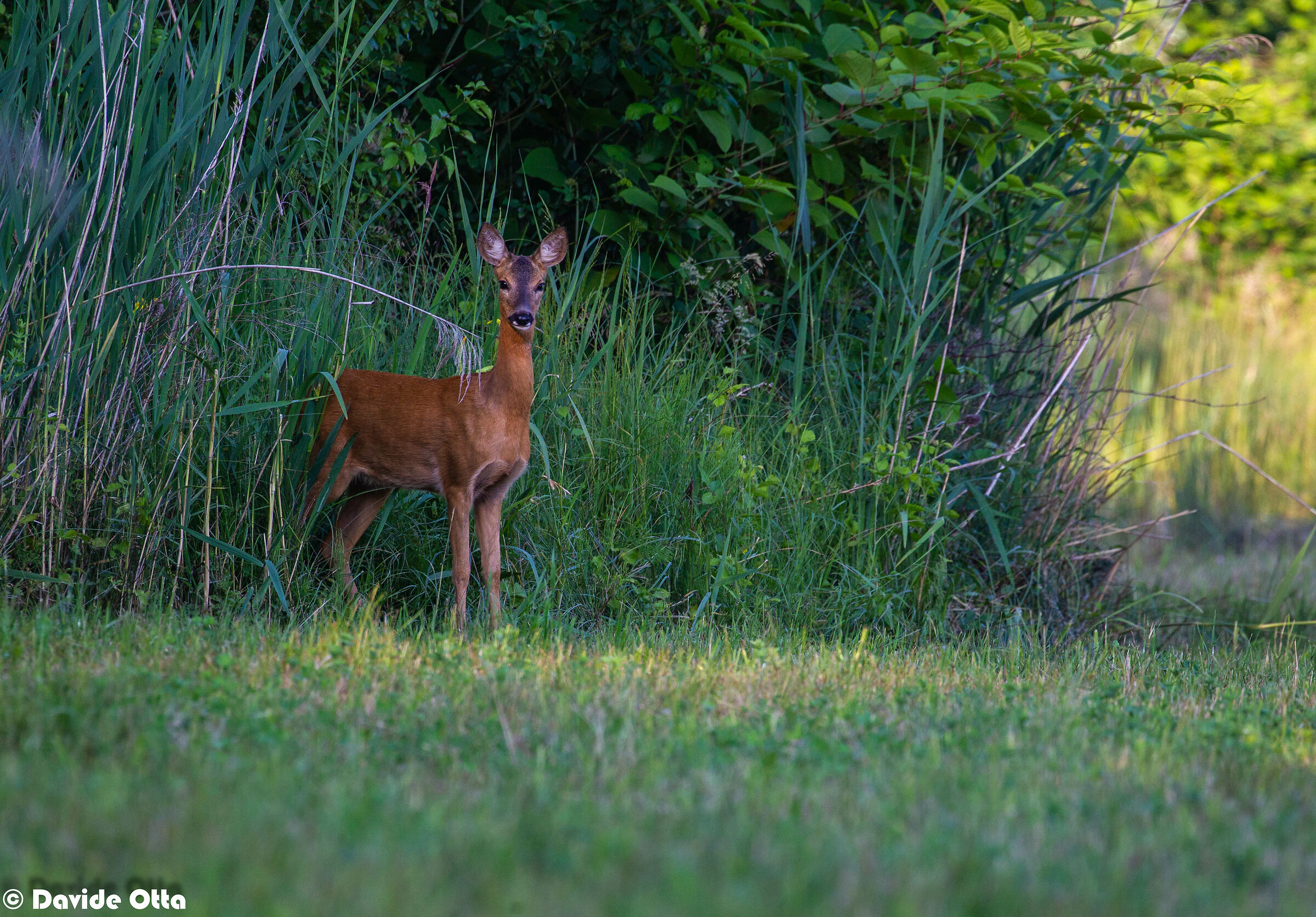Capriolo incuriosito