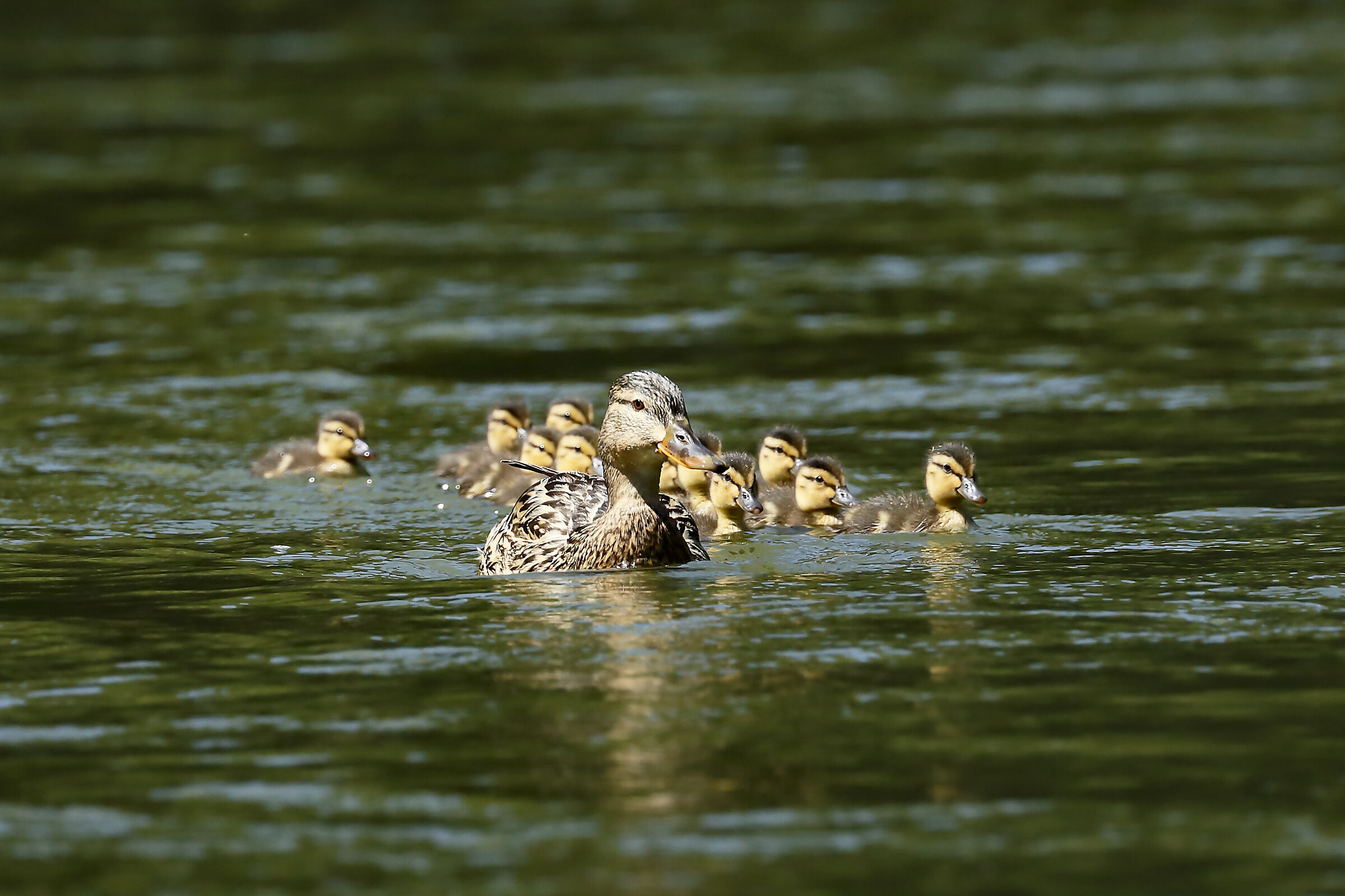 a spasso con la famiglia